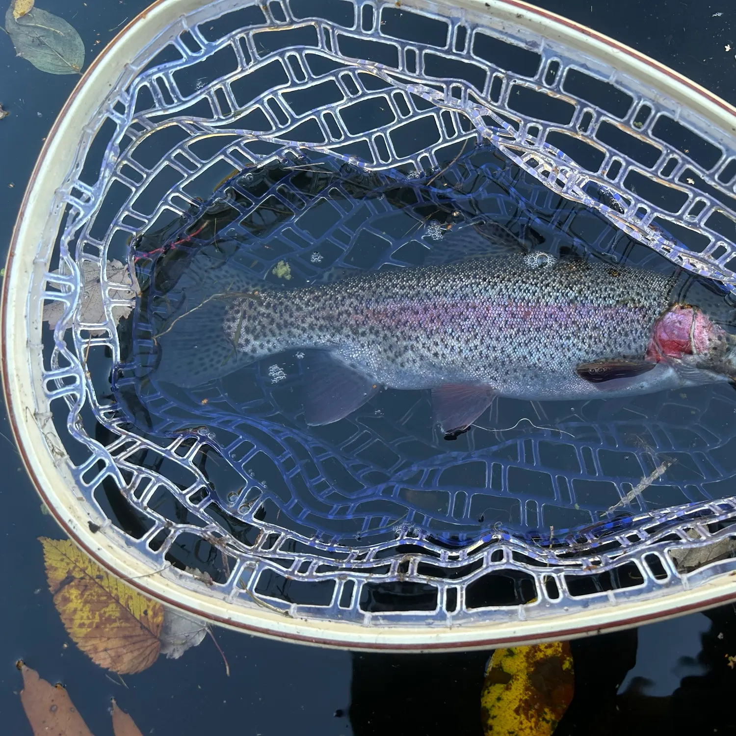 Rainbow trout caught on Fishbrain