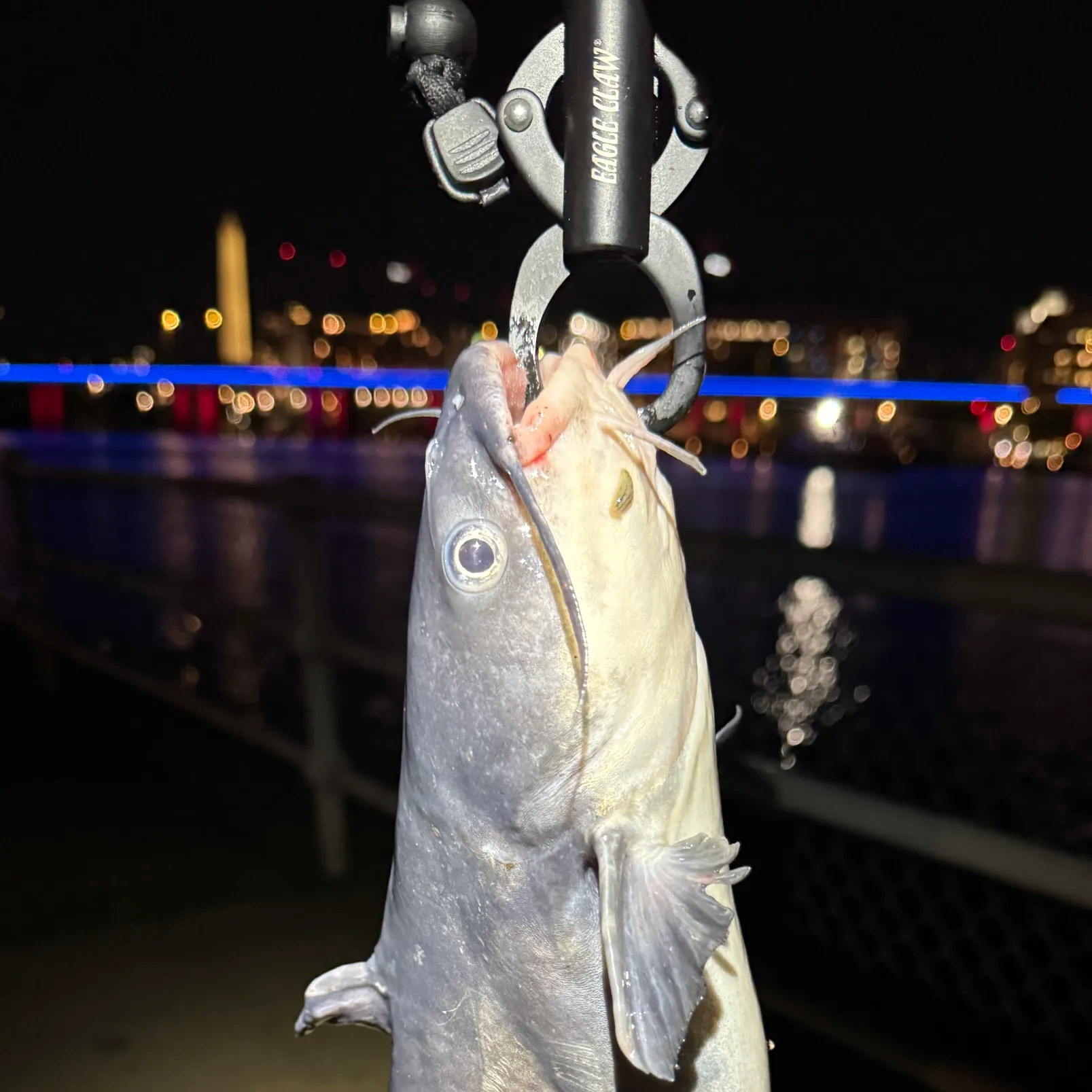 The most recent Blue catfish catches on Fishbrain