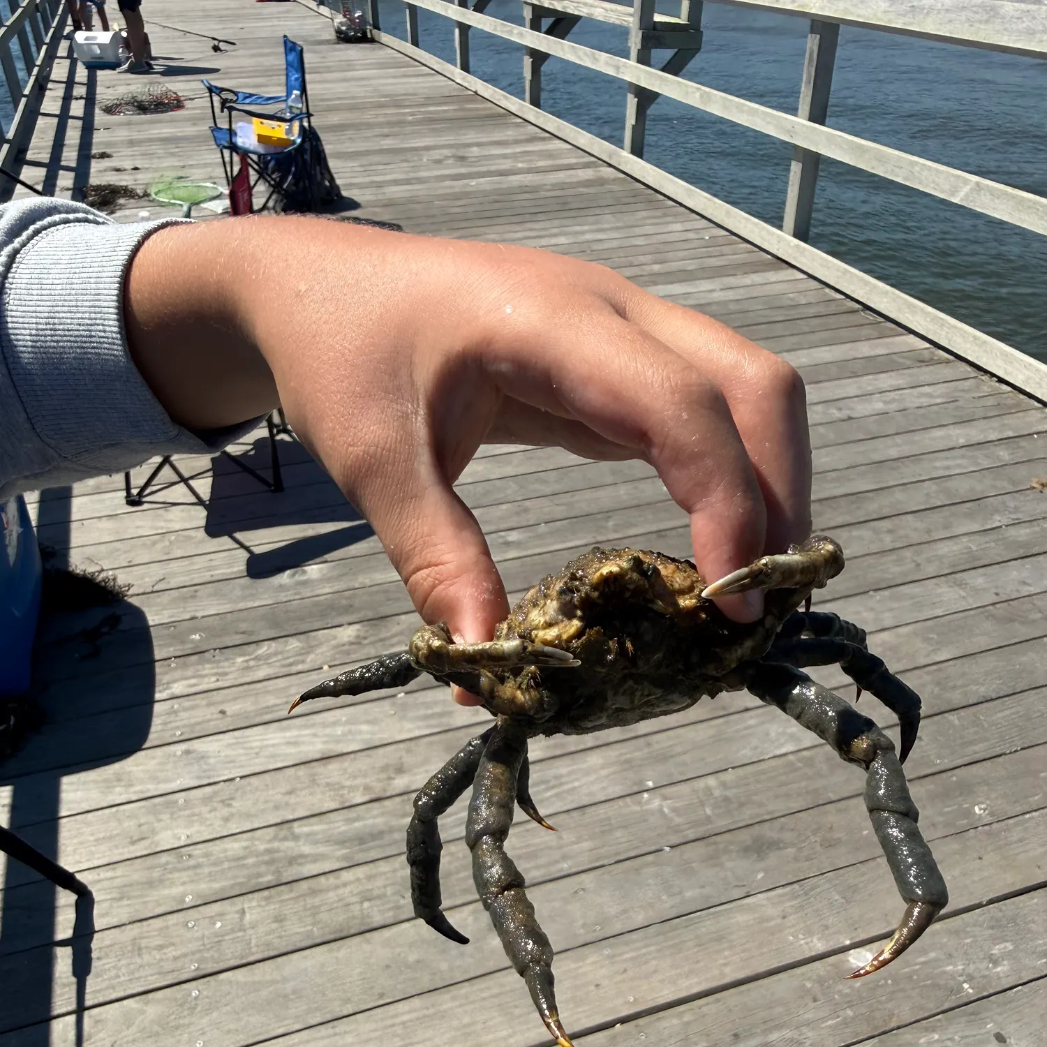 The most recent European spider crab catches on Fishbrain