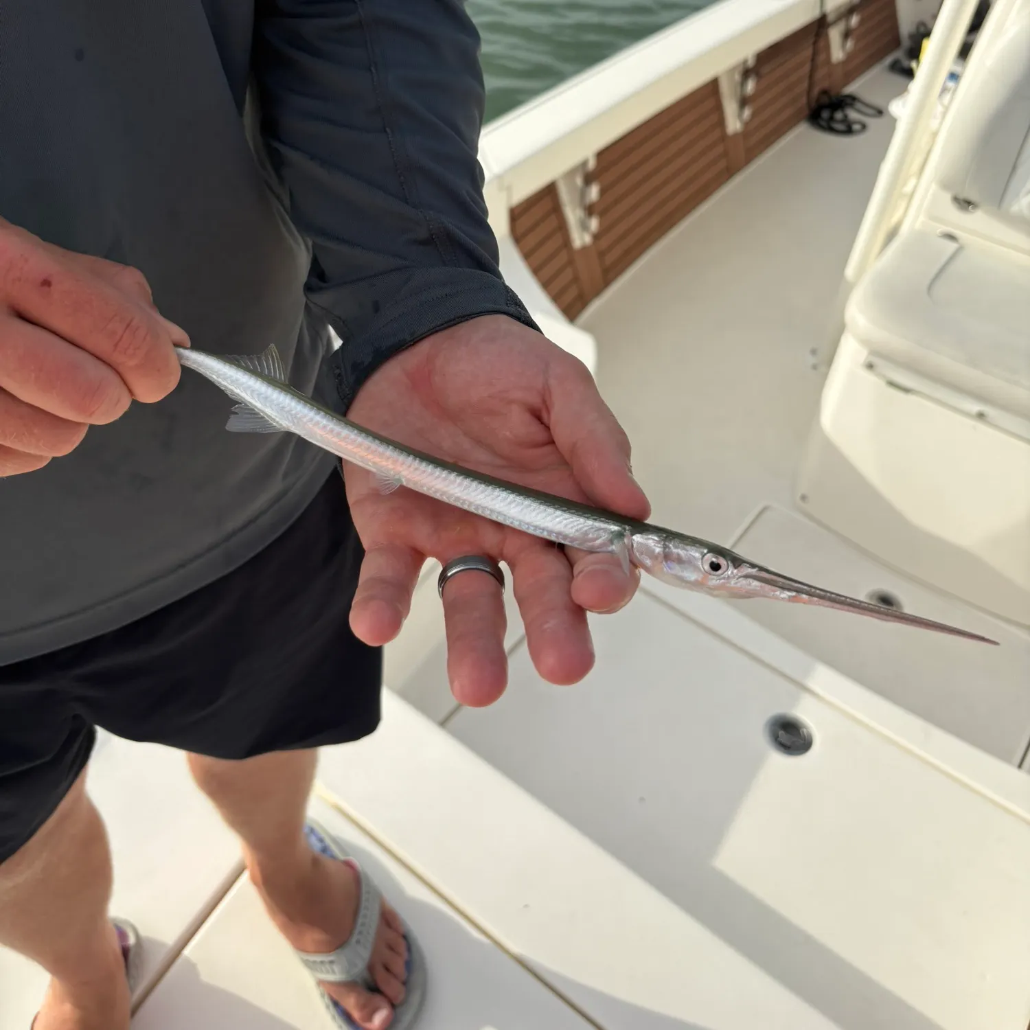 The most recent Flat needlefish catches on Fishbrain