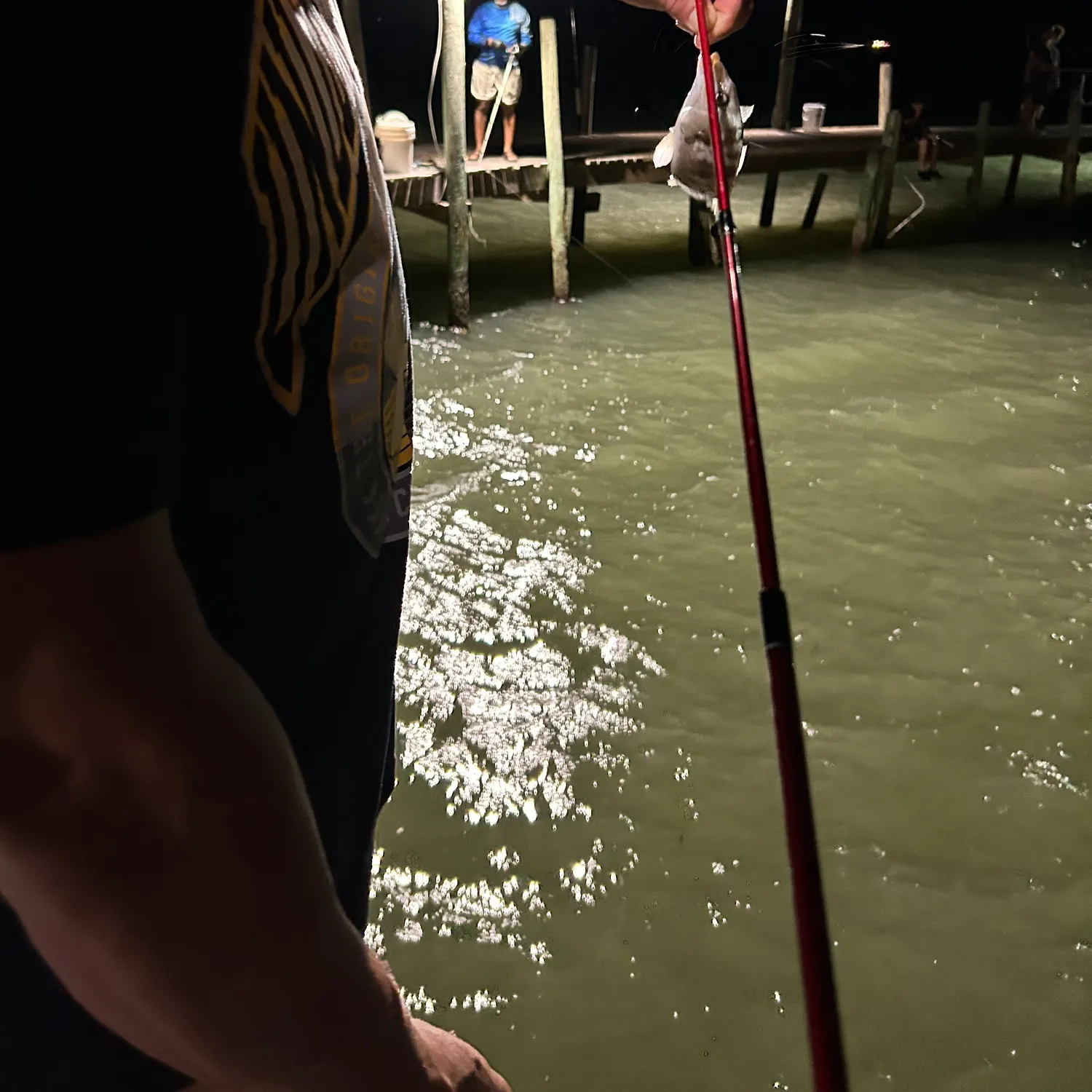 The most recent Sheepshead catches on Fishbrain