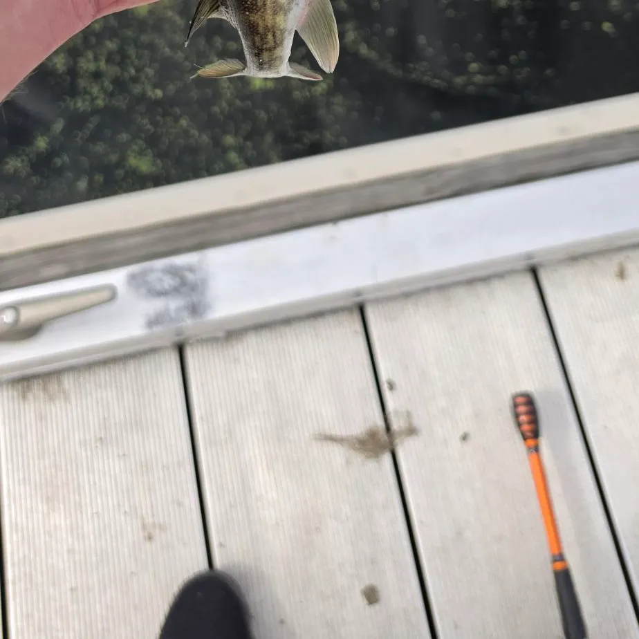 Chain pickerel caught on Fishbrain