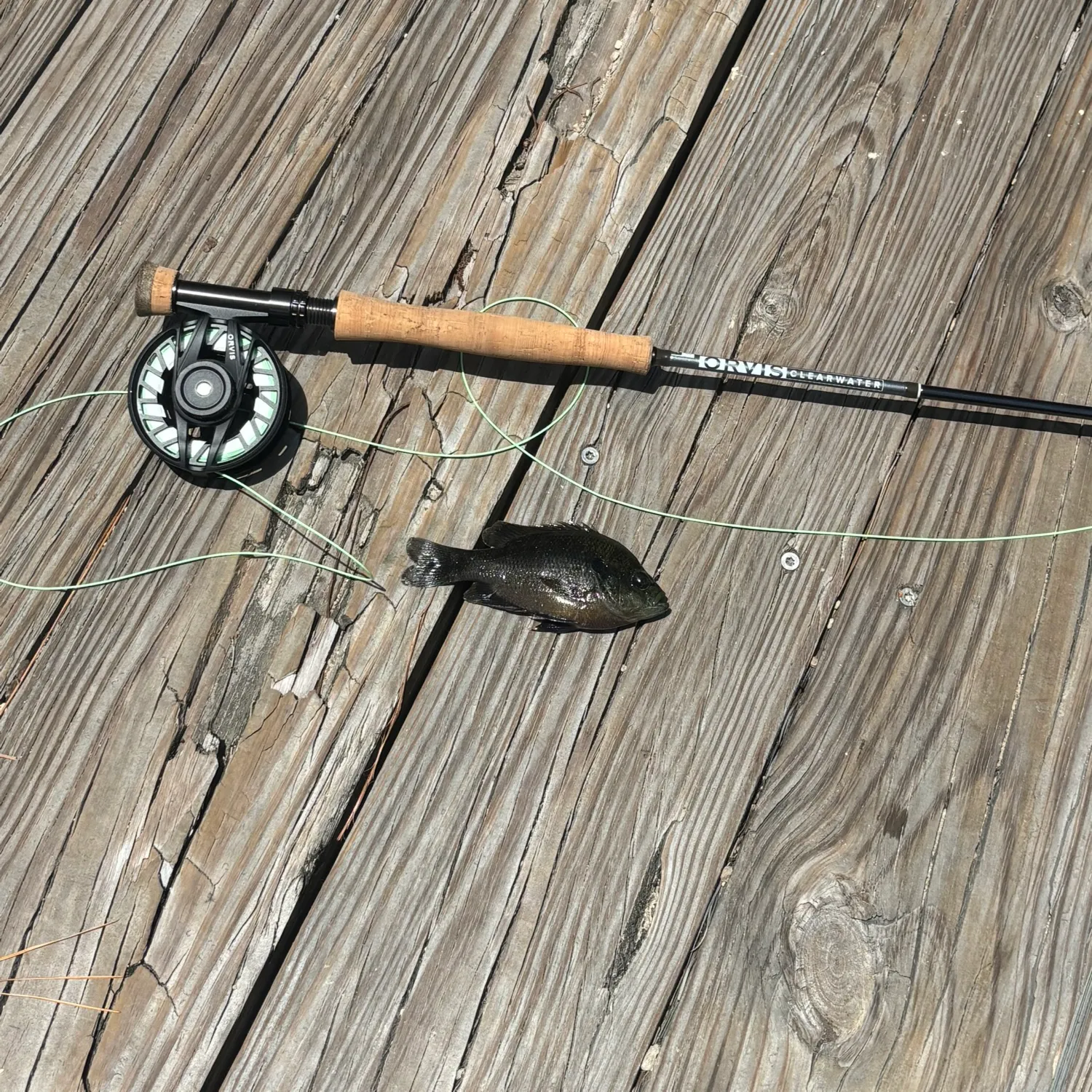 The most recent Spotted sunfish catches on Fishbrain