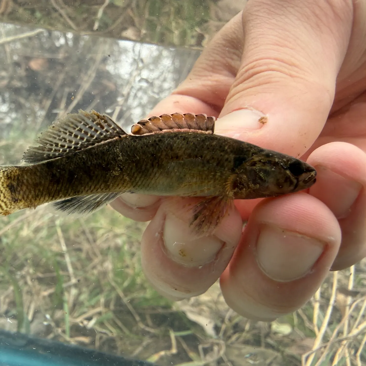 The most recent Blackfin darter catches on Fishbrain