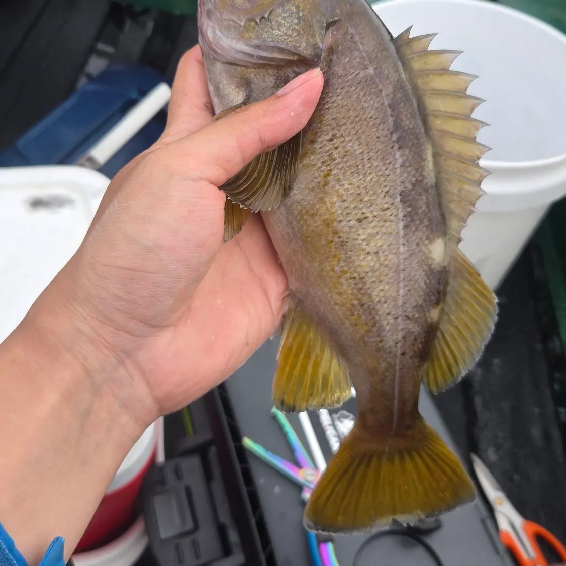 The most recent Olive rockfish catches on Fishbrain
