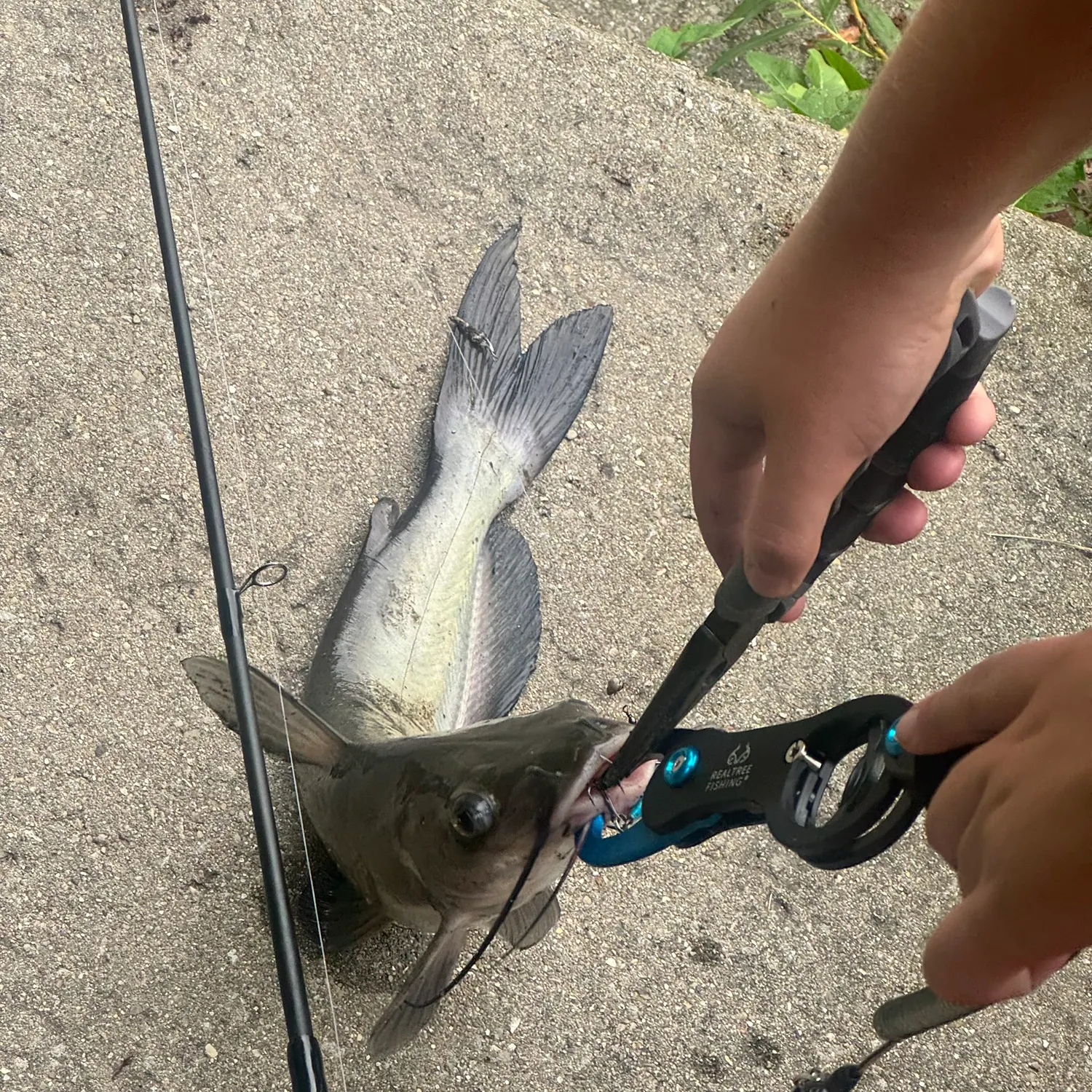 Channel catfish caught on Fishbrain