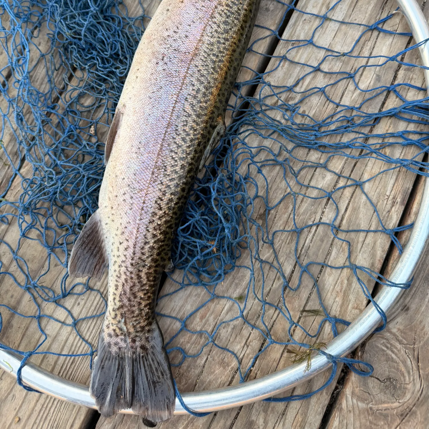 Rainbow trout caught on Fishbrain