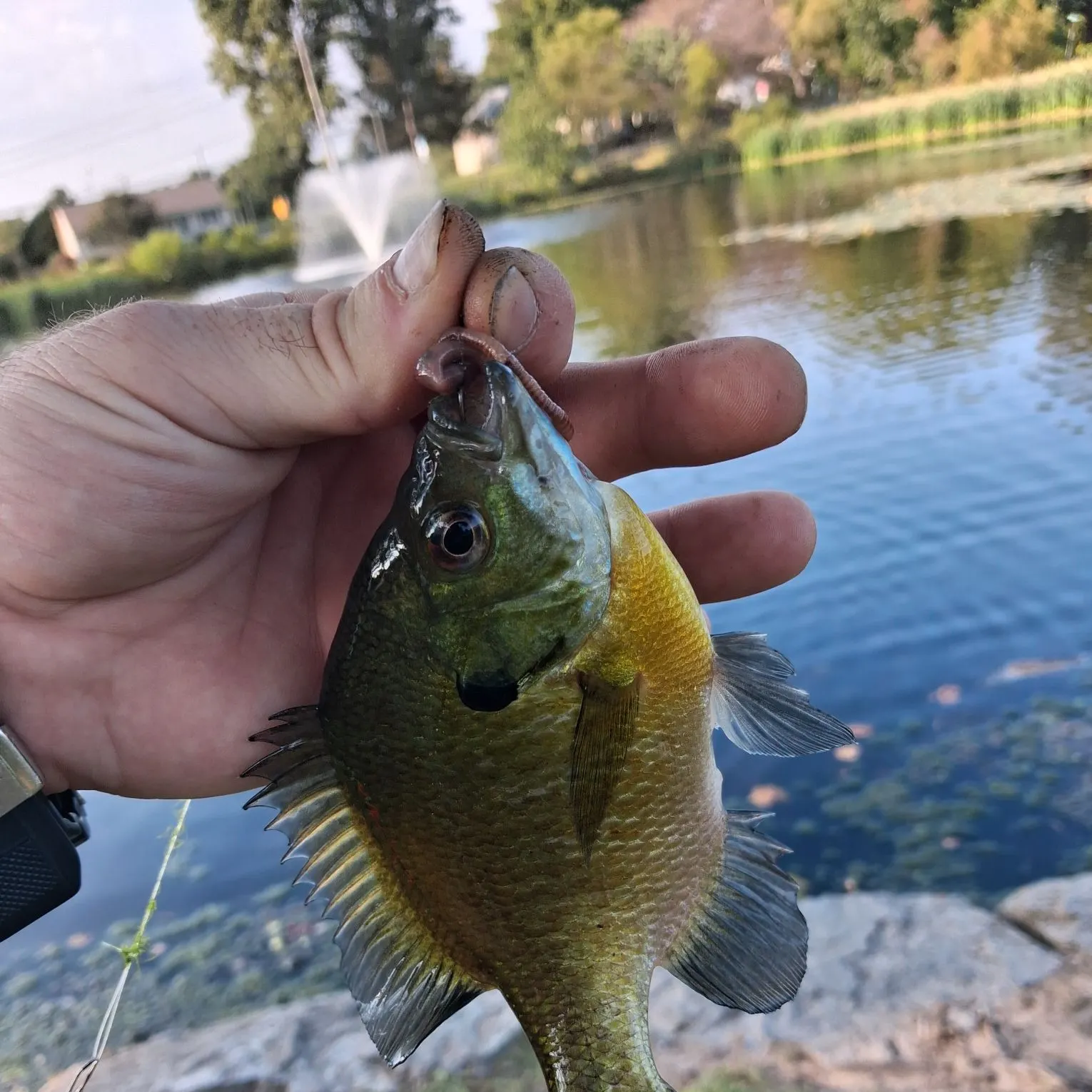 Bluegill caught on Fishbrain