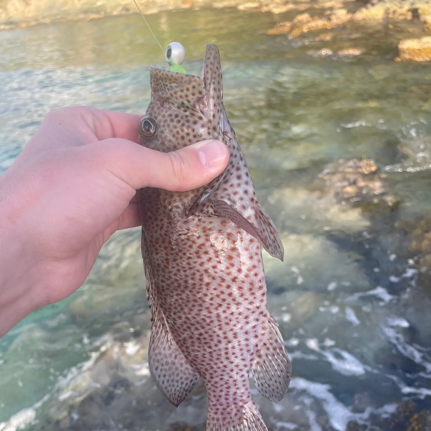 The most recent Red hind grouper catches on Fishbrain
