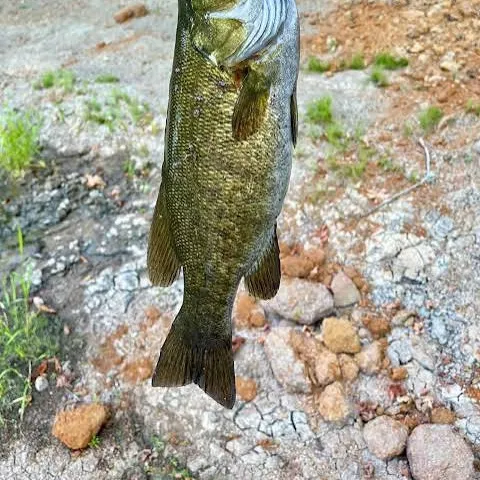 Smallmouth bass caught on Fishbrain