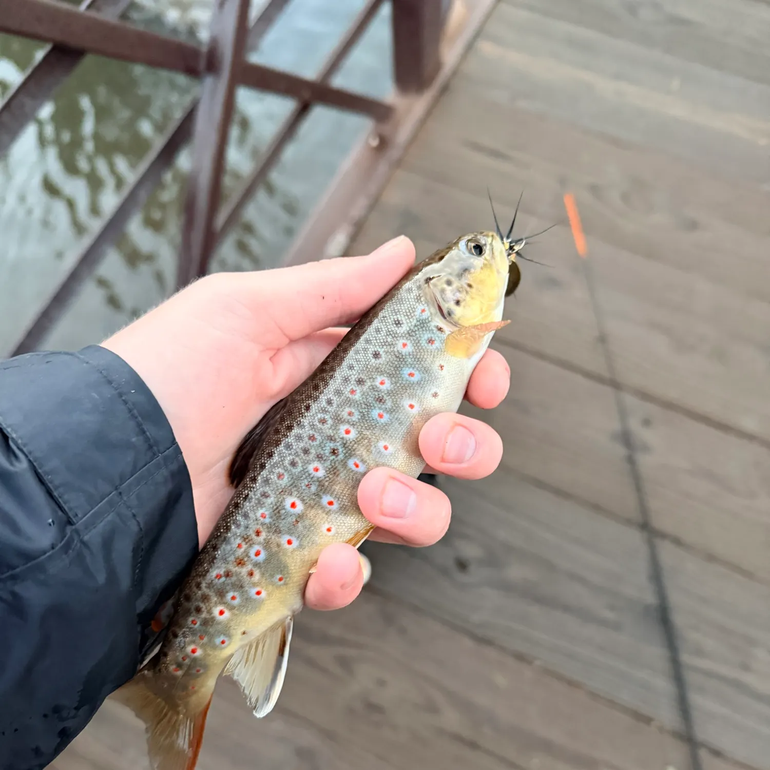 Brown trout caught on Fishbrain