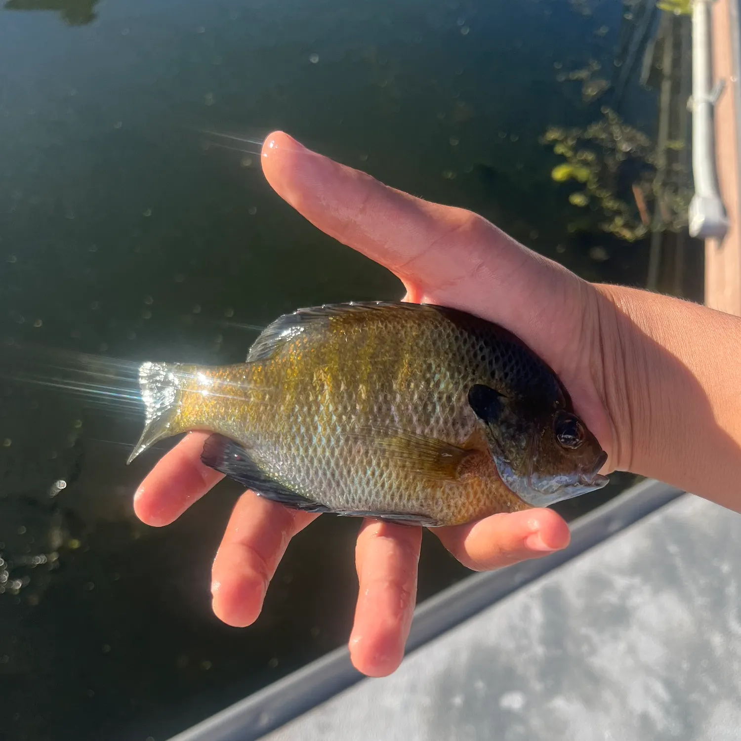 Bluegill caught on Fishbrain