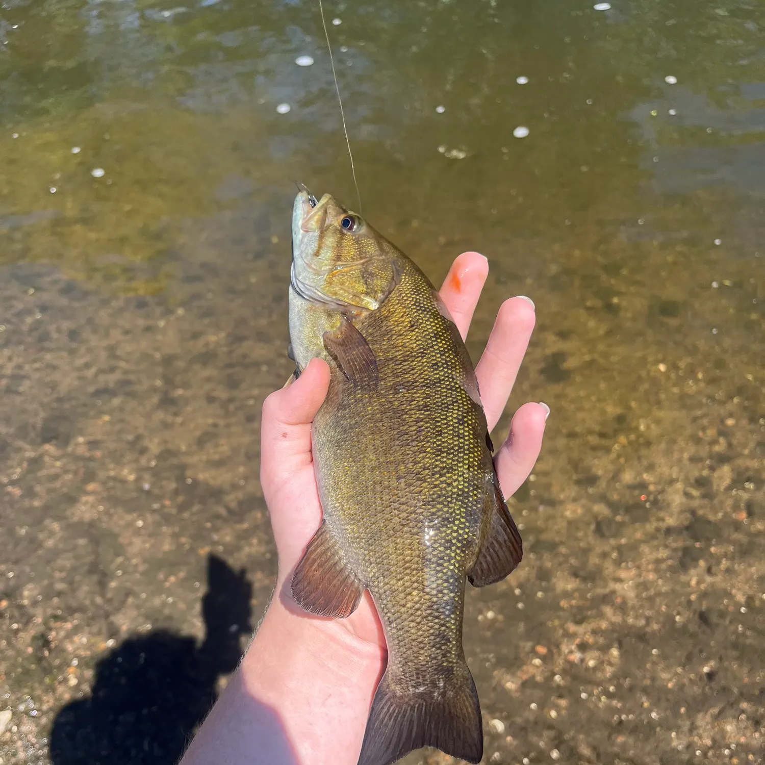 Smallmouth bass caught on Fishbrain