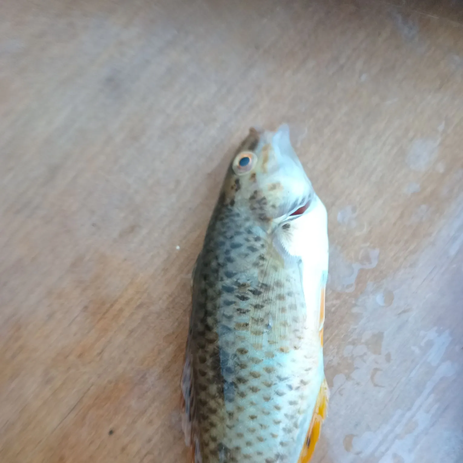 The most recent Spotty wrasse catches on Fishbrain