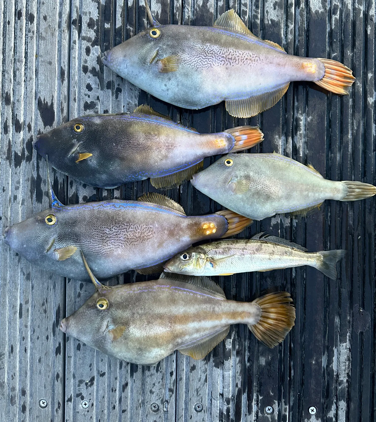 recently logged catches