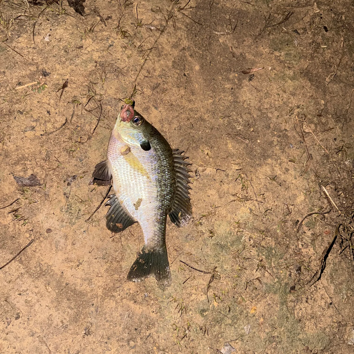 Bluegill caught on Fishbrain