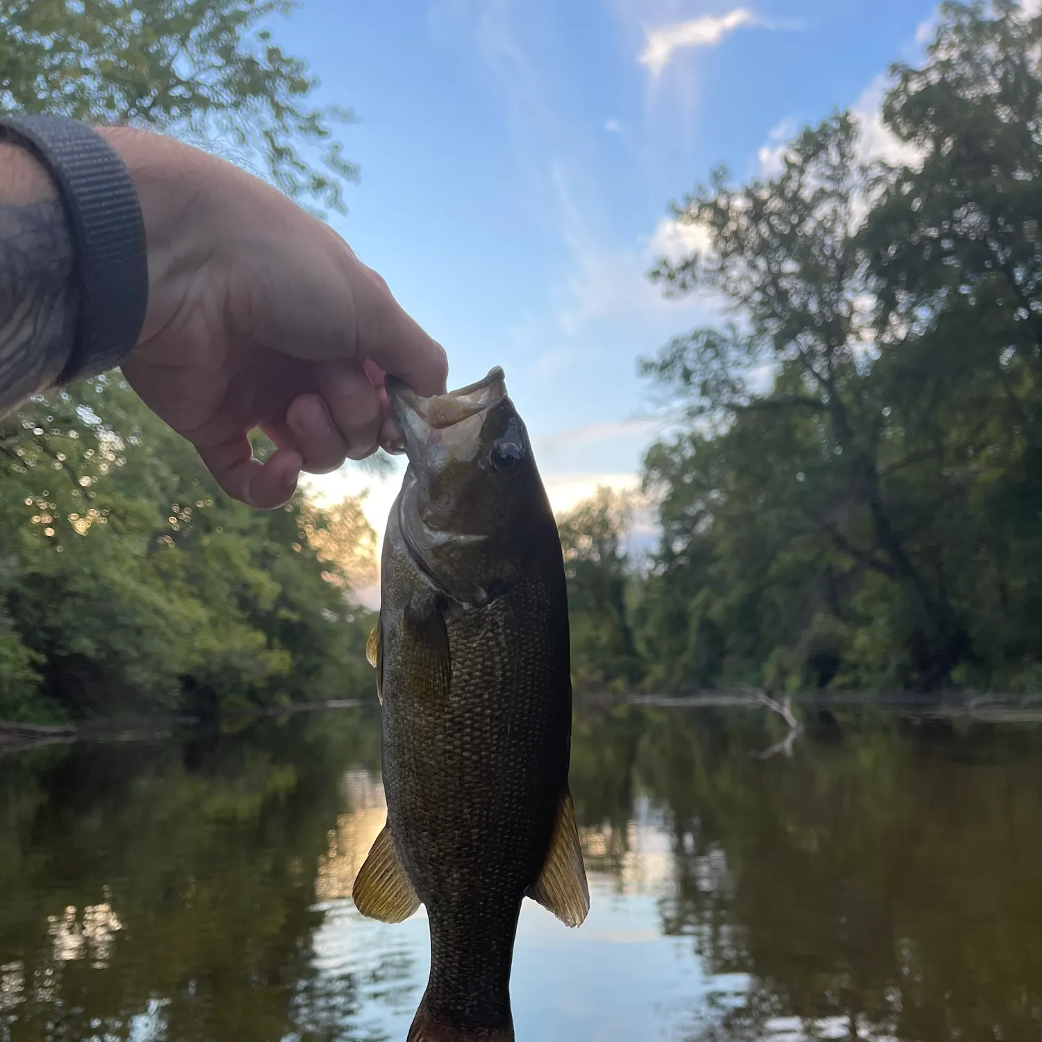 Smallmouth bass caught on Fishbrain