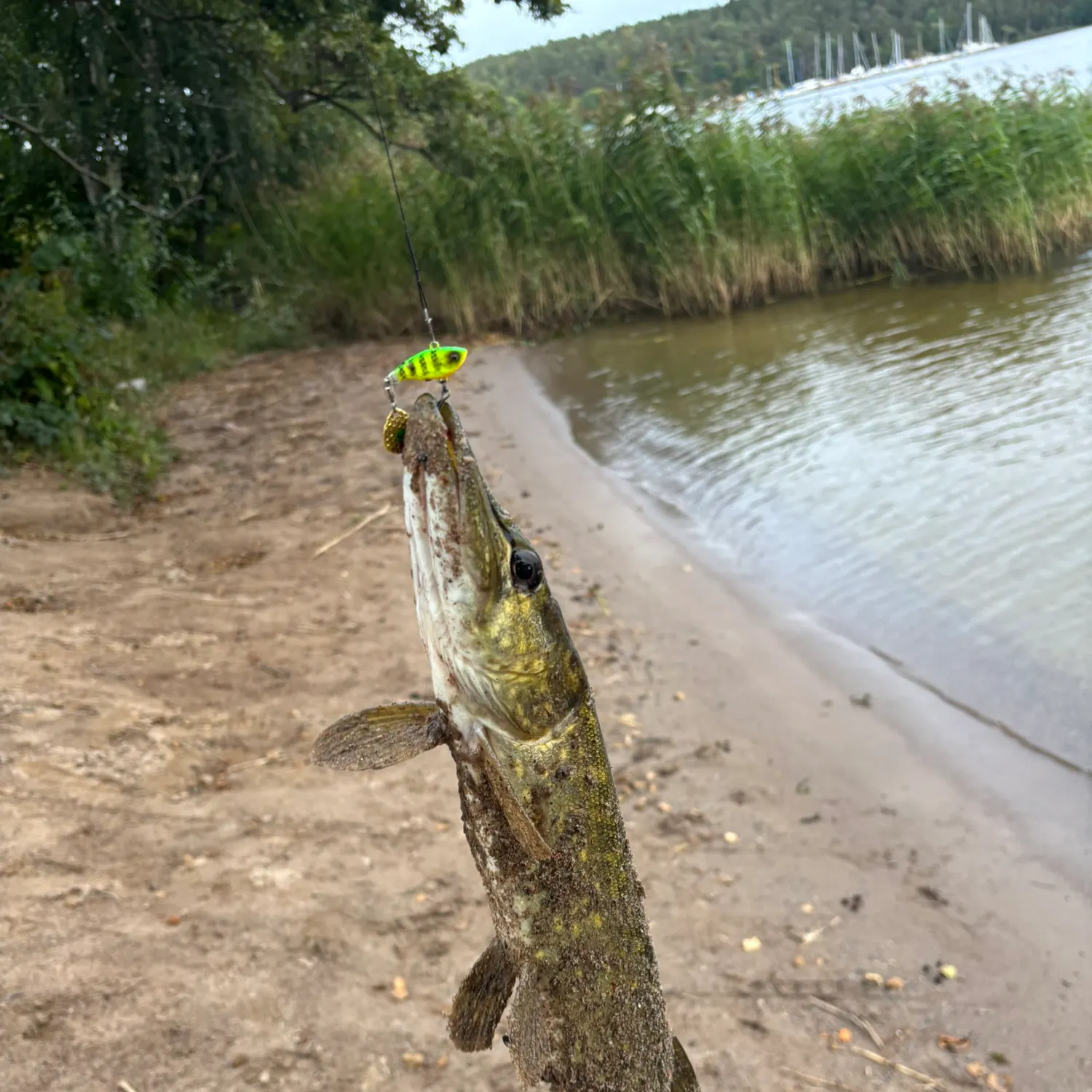 Northern pike caught on Fishbrain
