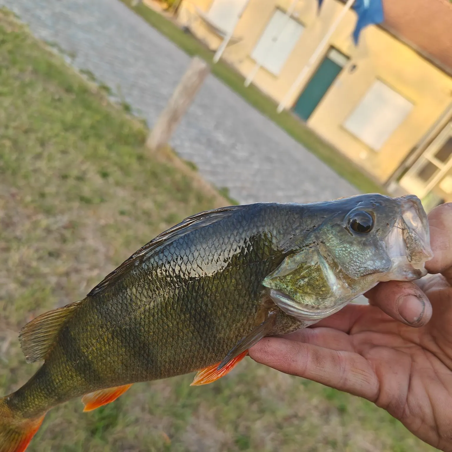 European perch caught on Fishbrain