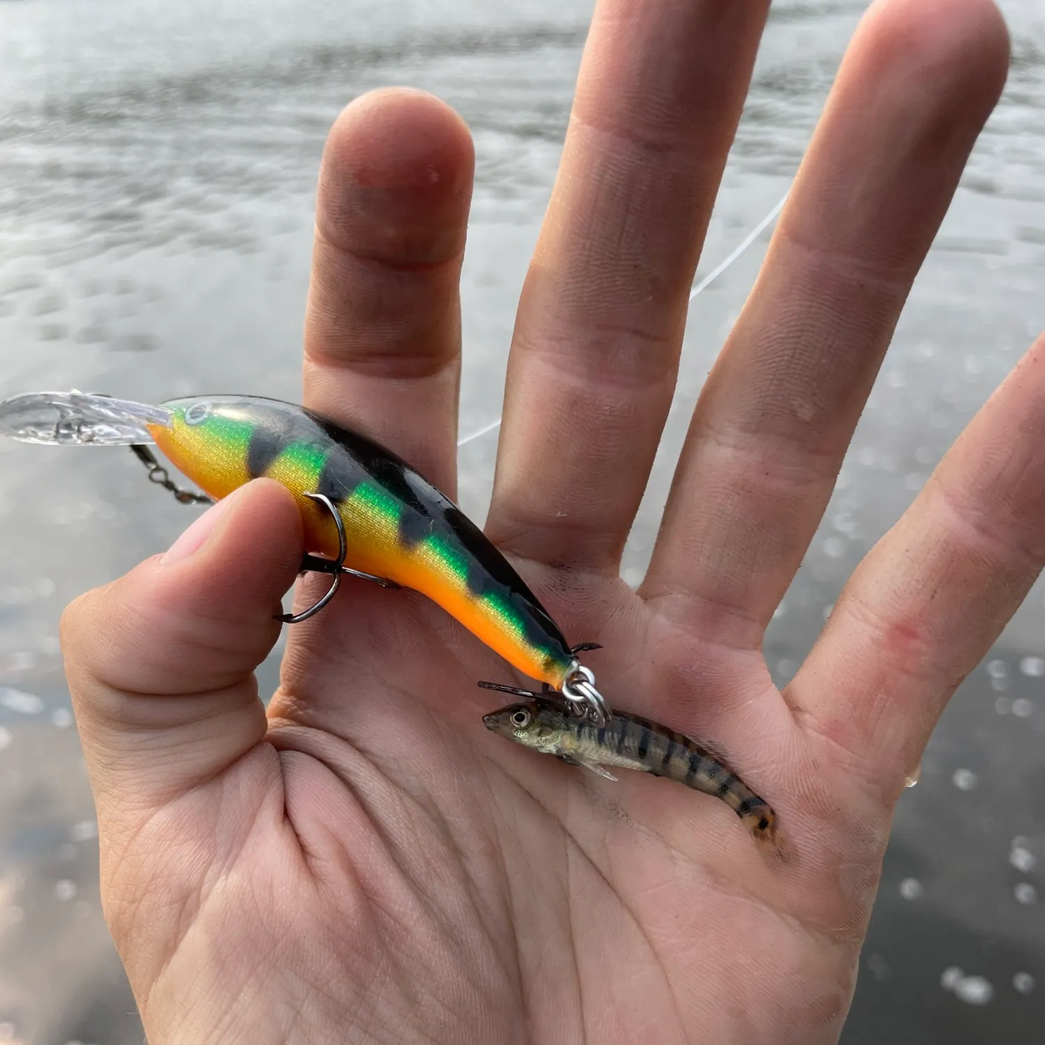 The most recent Common logperch catches on Fishbrain