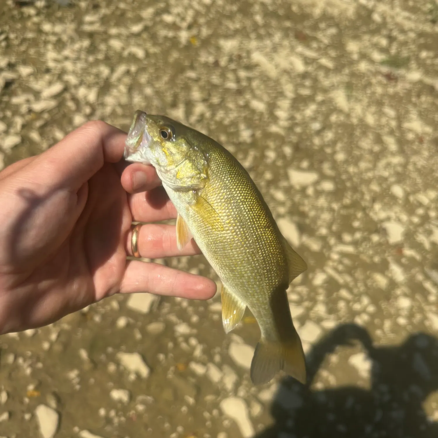 Smallmouth bass caught on Fishbrain