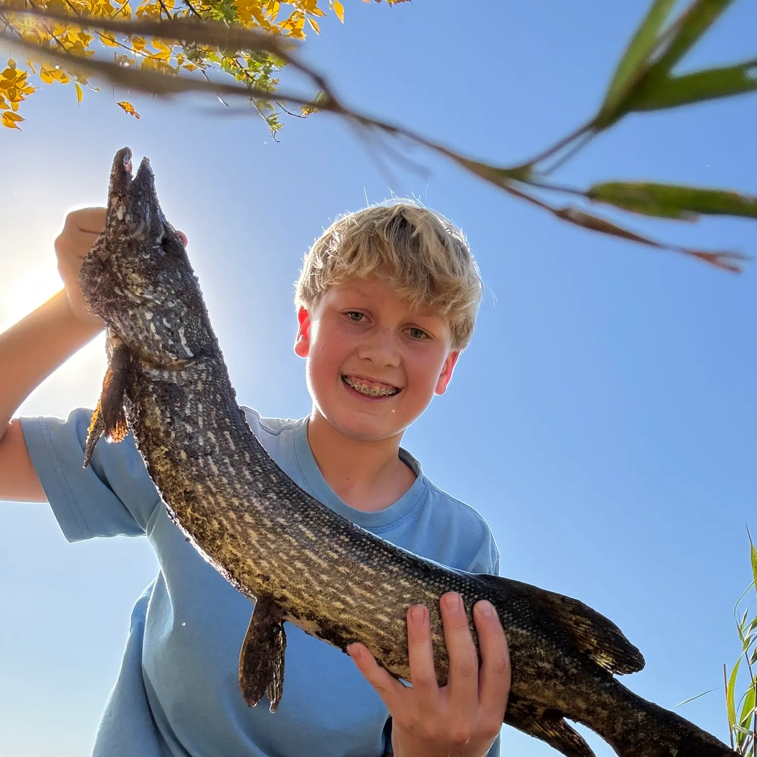 Northern pike caught on Fishbrain