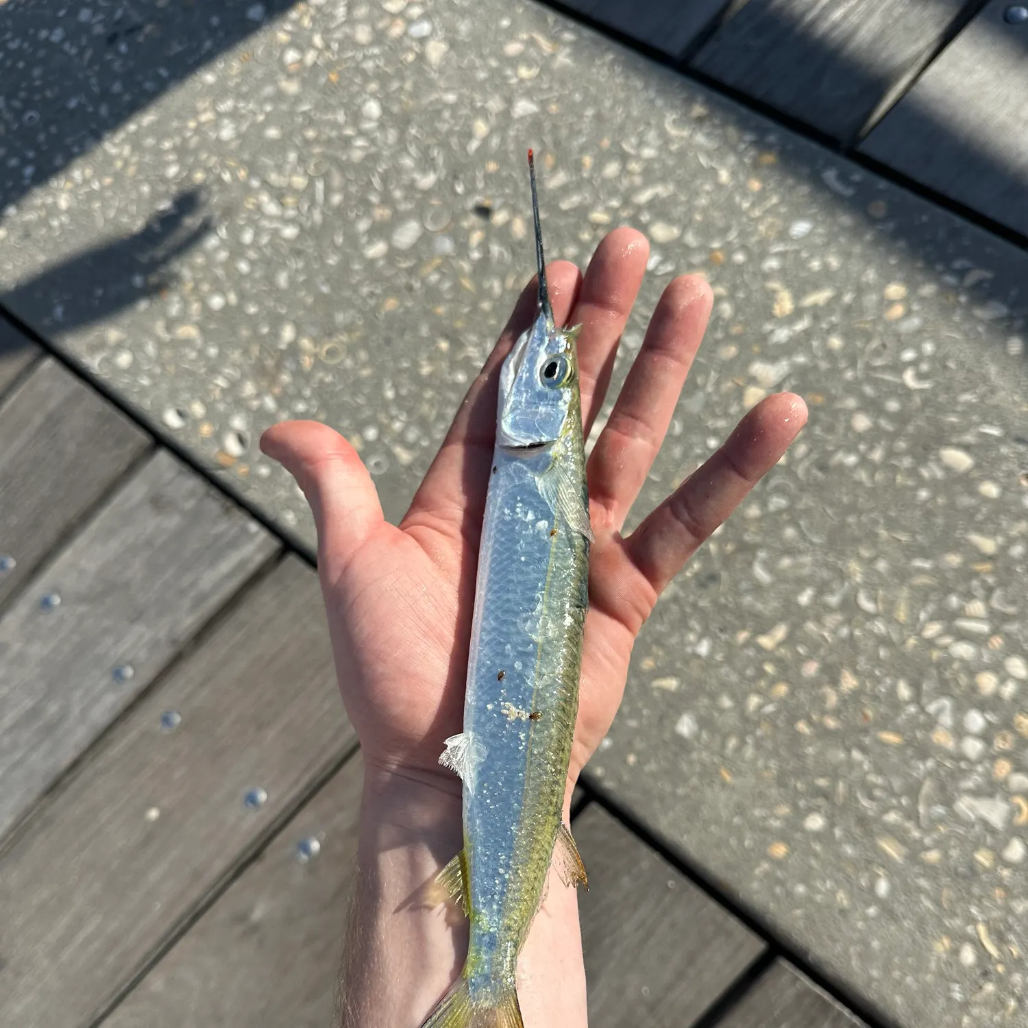 The most recent Ballyhoo halfbeak catches on Fishbrain