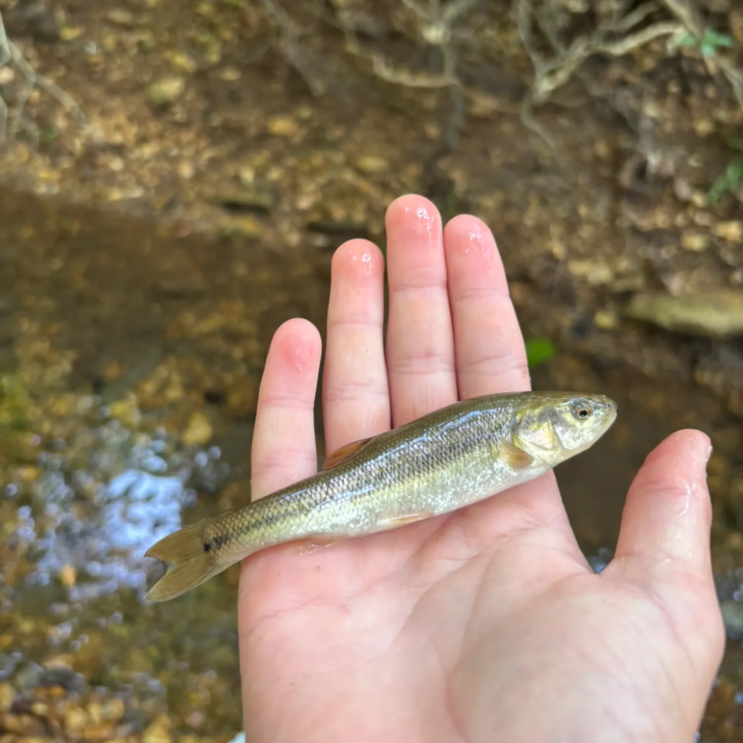 The most recent Ozark minnow catches on Fishbrain
