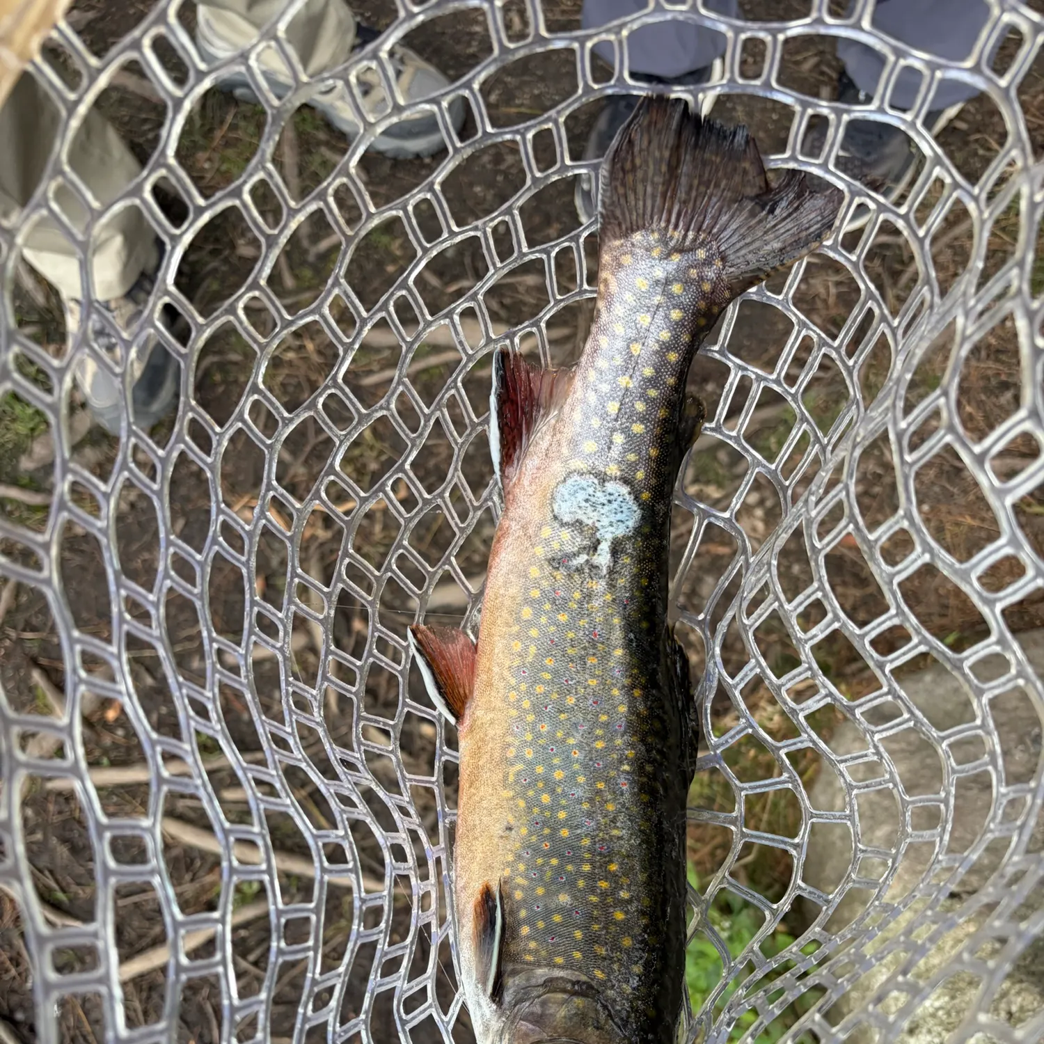 Brook trout caught on Fishbrain