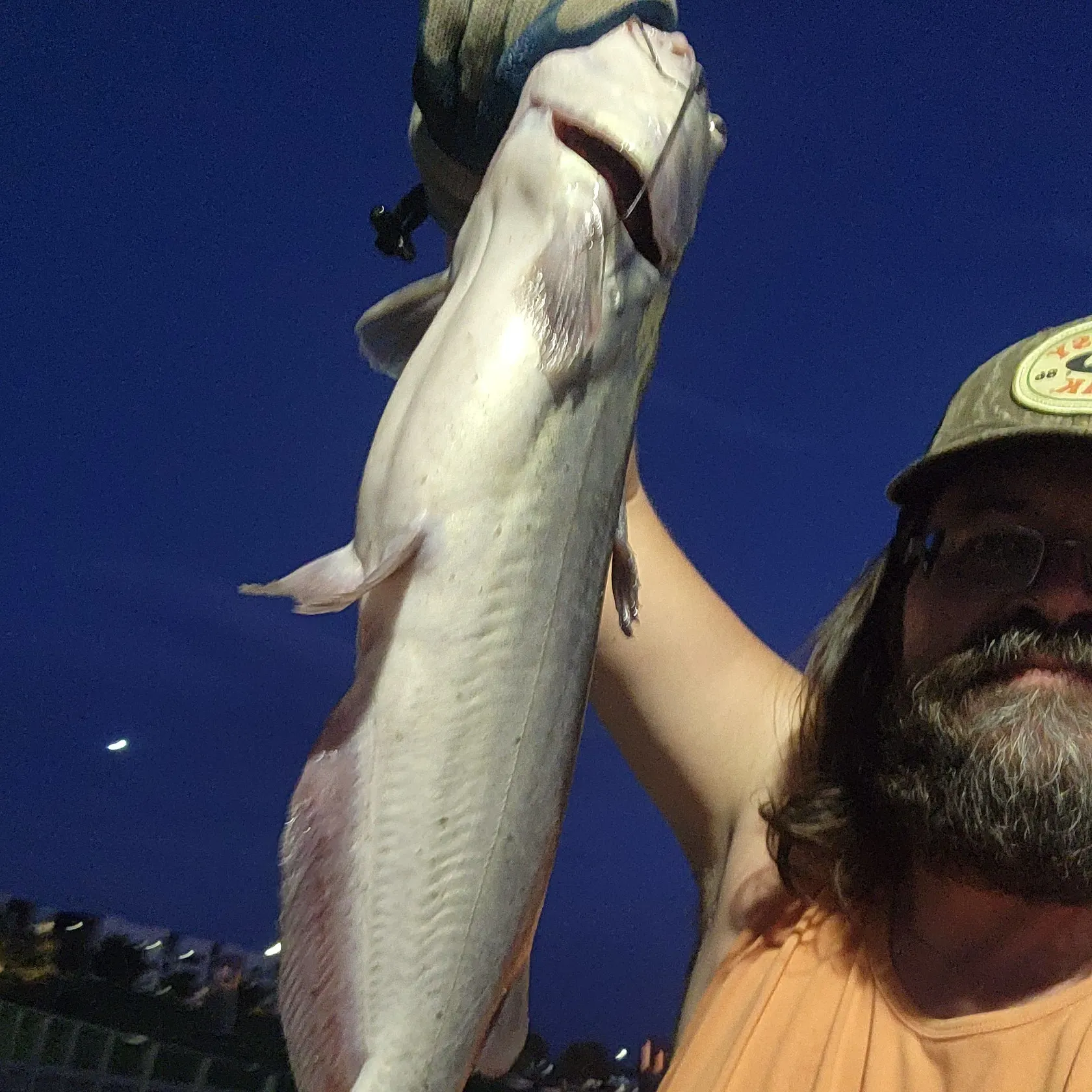 Channel catfish caught on Fishbrain