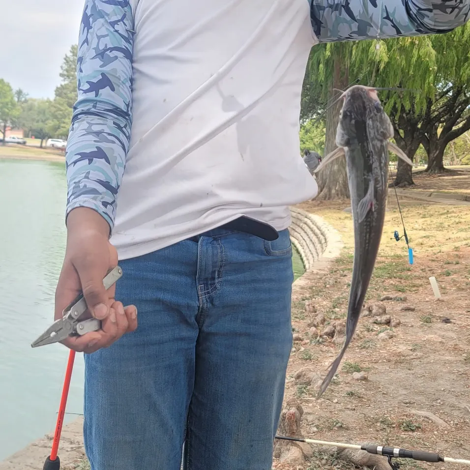 Channel catfish caught on Fishbrain