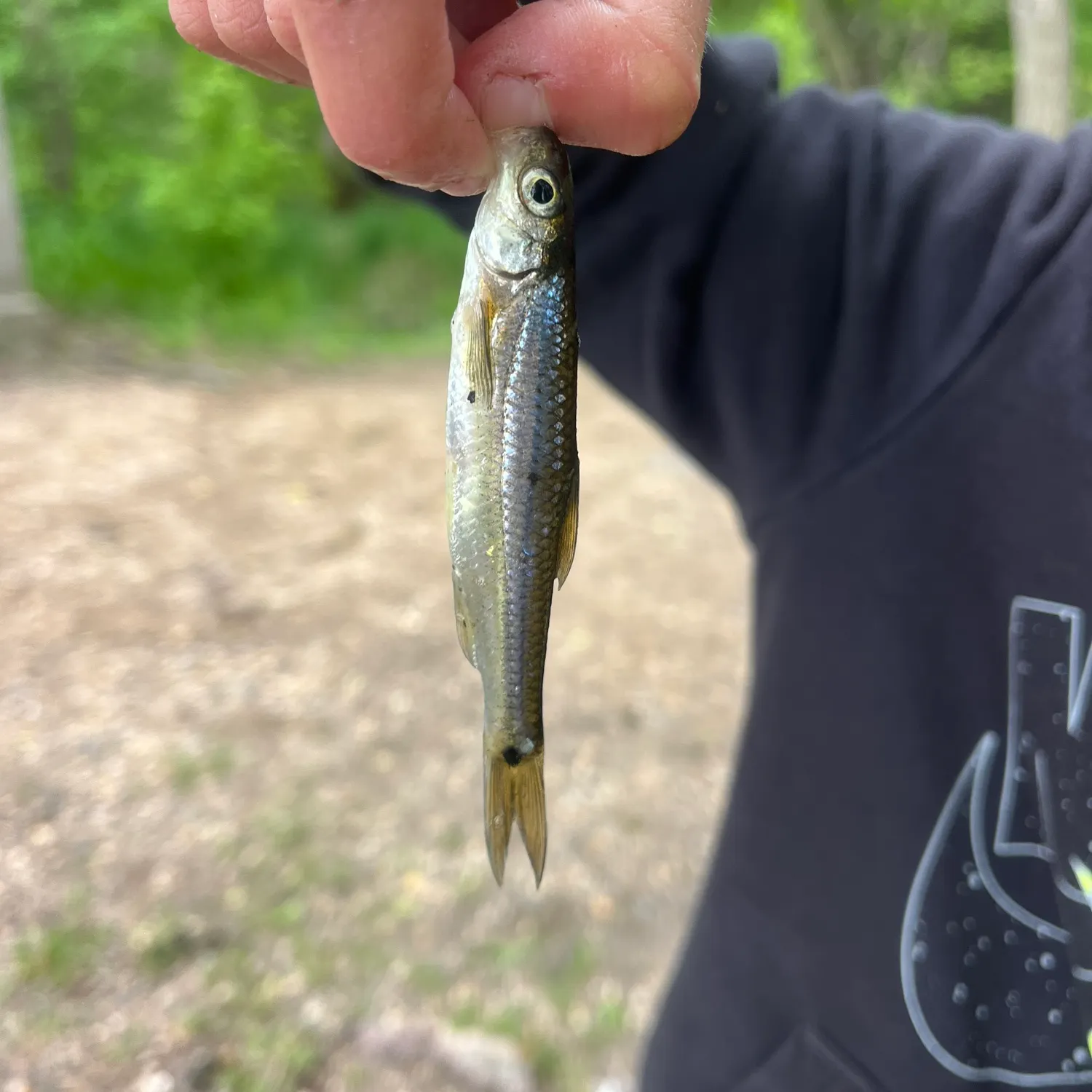 The most recent Spottail shiner catches on Fishbrain