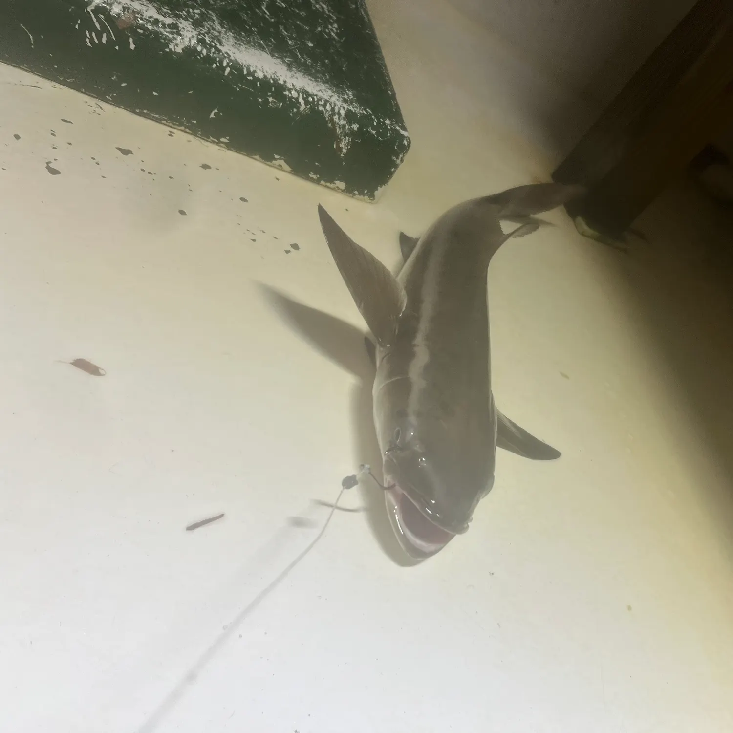 Cobia caught on Fishbrain
