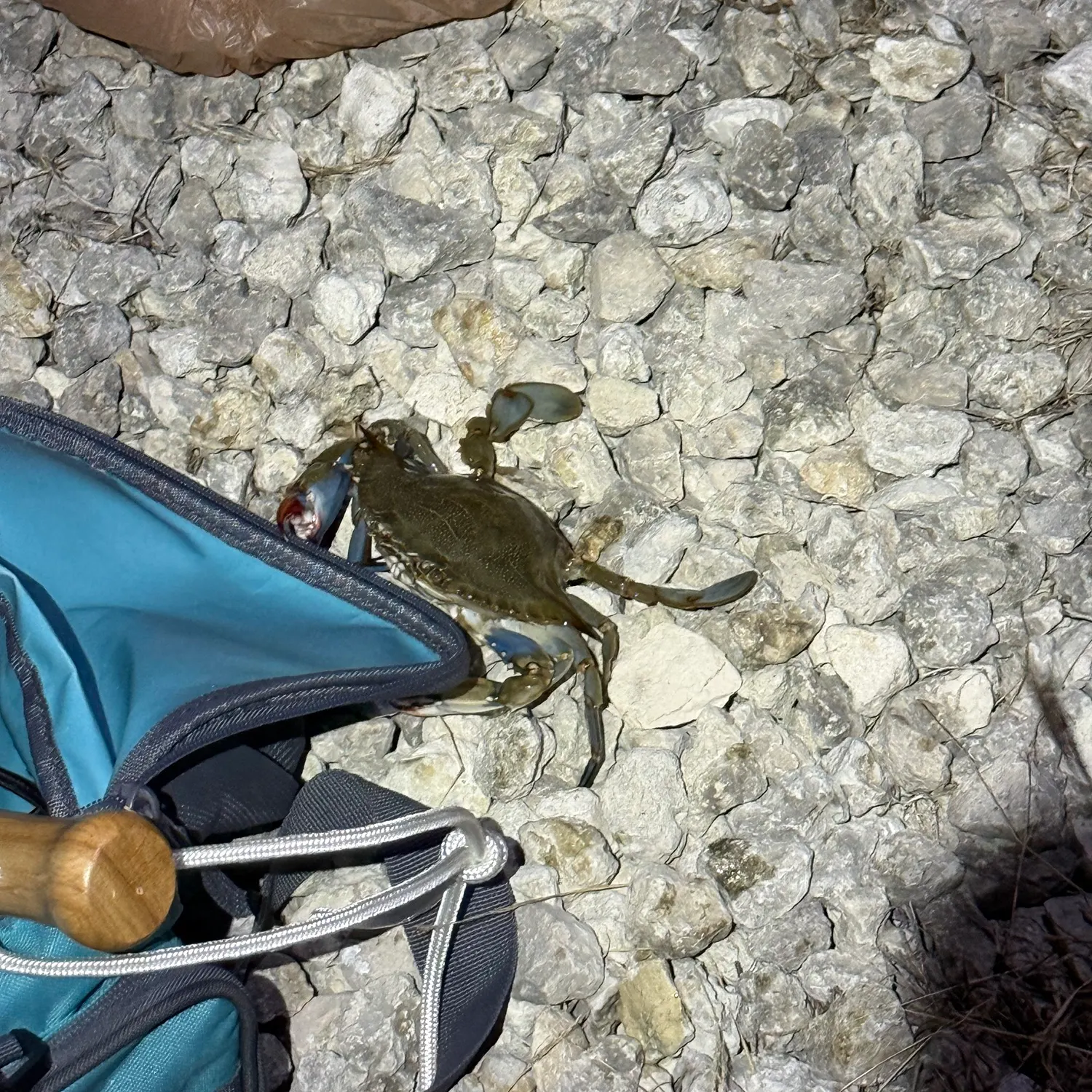The most recent Blue land crab catches on Fishbrain