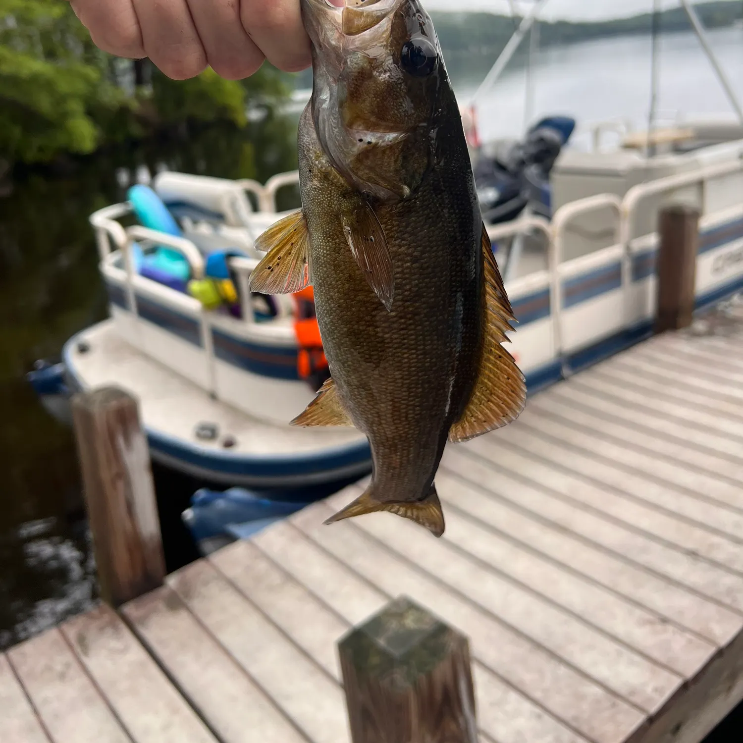 Smallmouth bass caught on Fishbrain