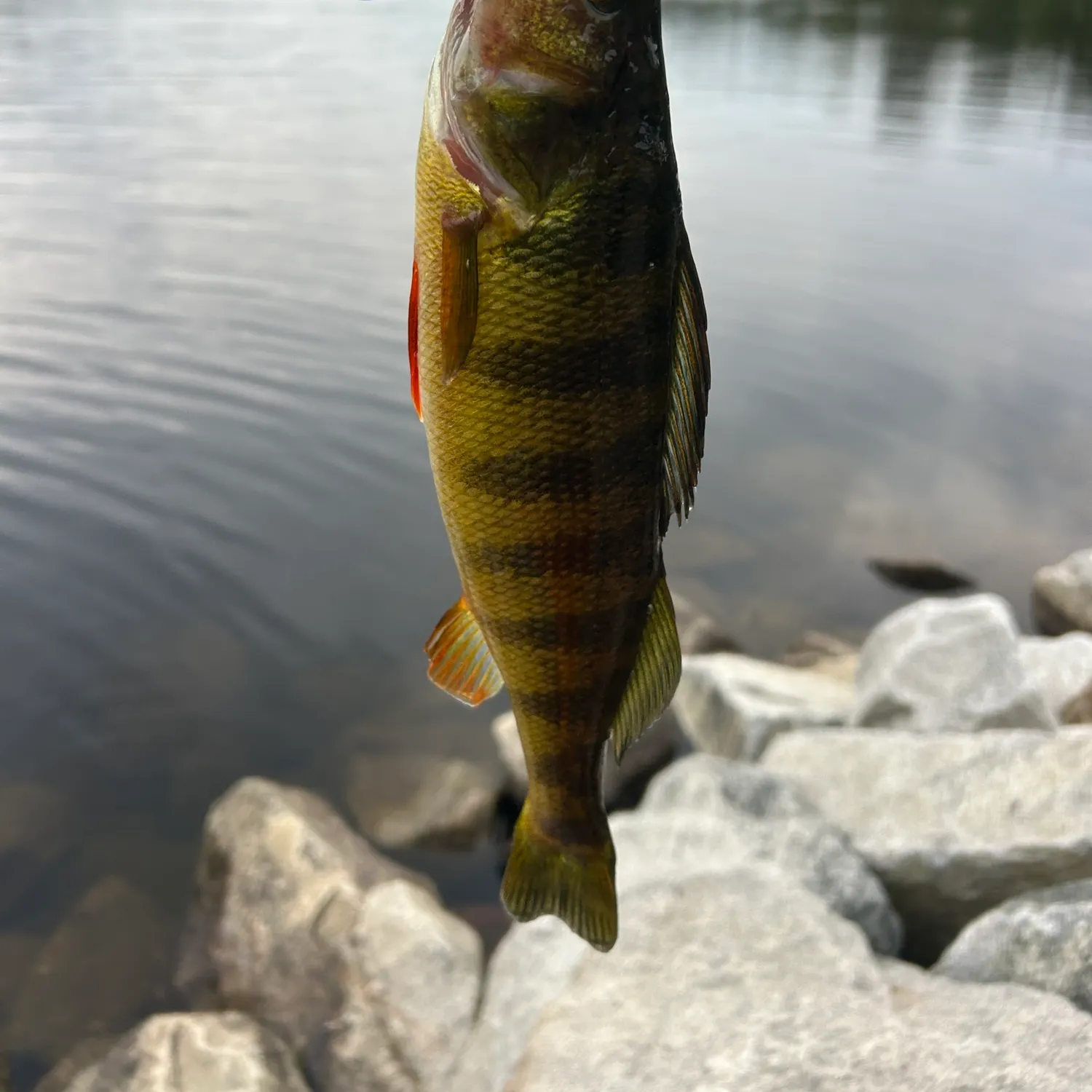 Yellow perch caught on Fishbrain