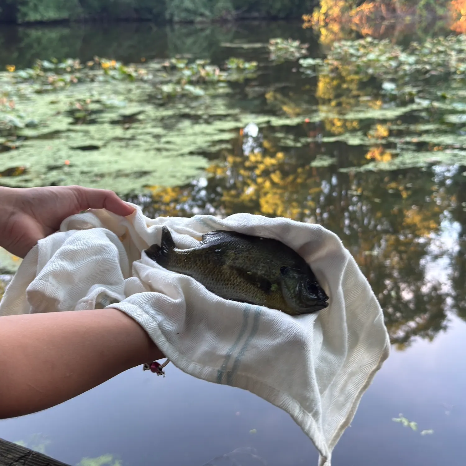 Bluegill caught on Fishbrain