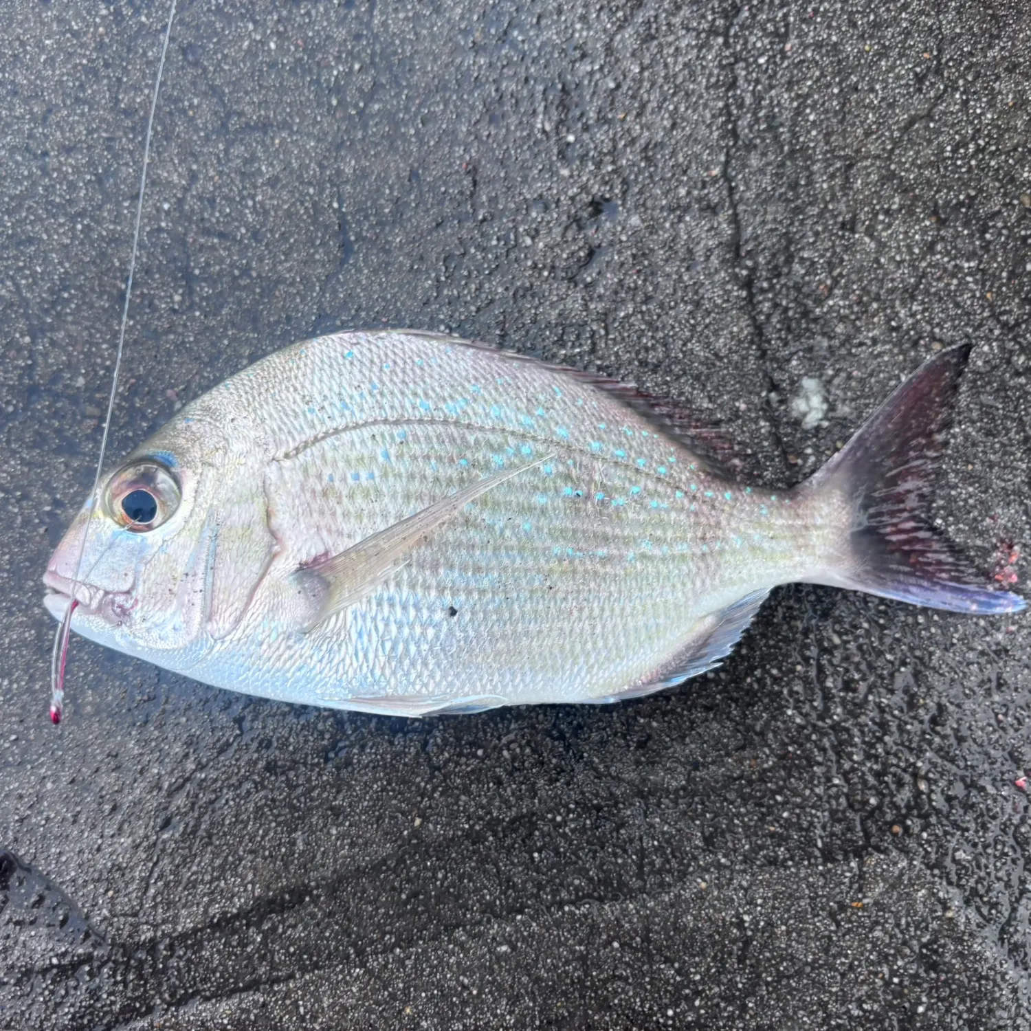 Australasian snapper caught on Fishbrain