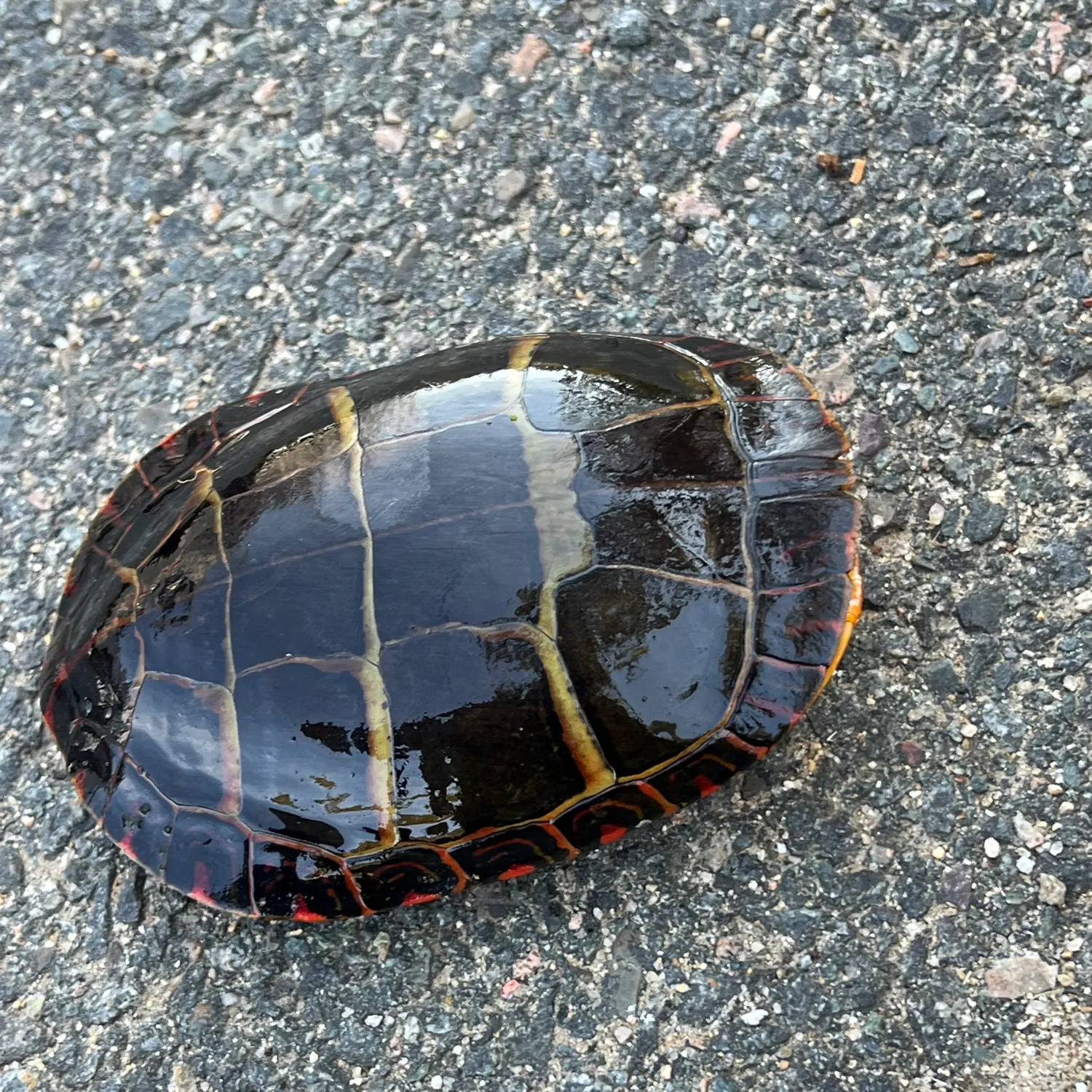 Painted turtle caught on Fishbrain