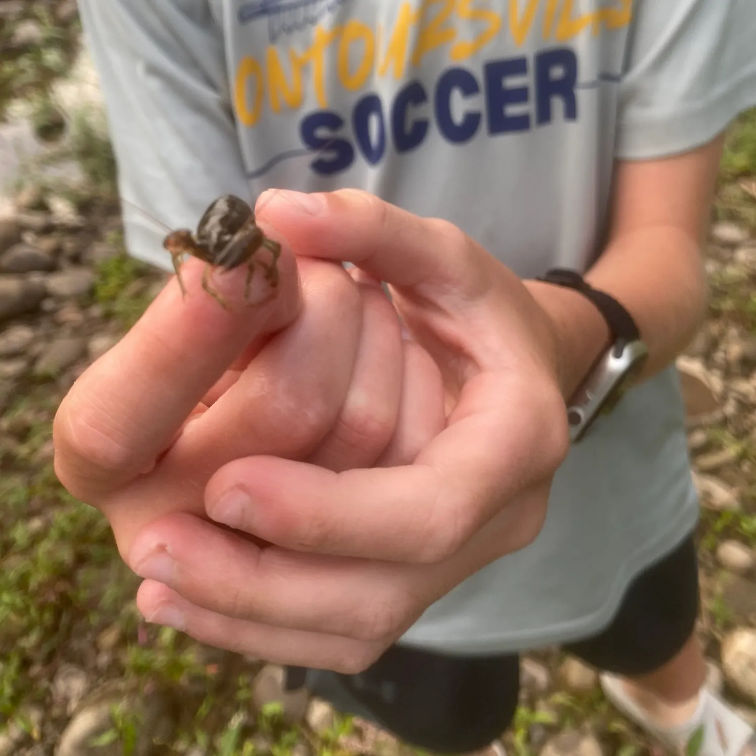 The most recent Northern clearwater crayfish catches on Fishbrain