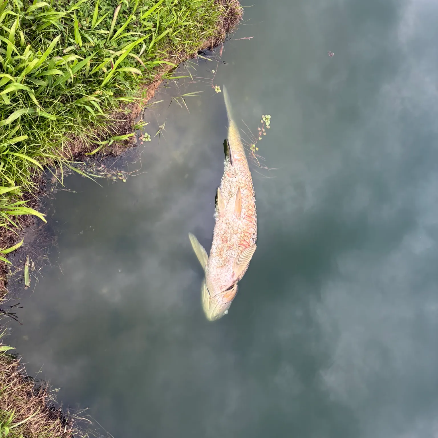 Grass carp caught on Fishbrain