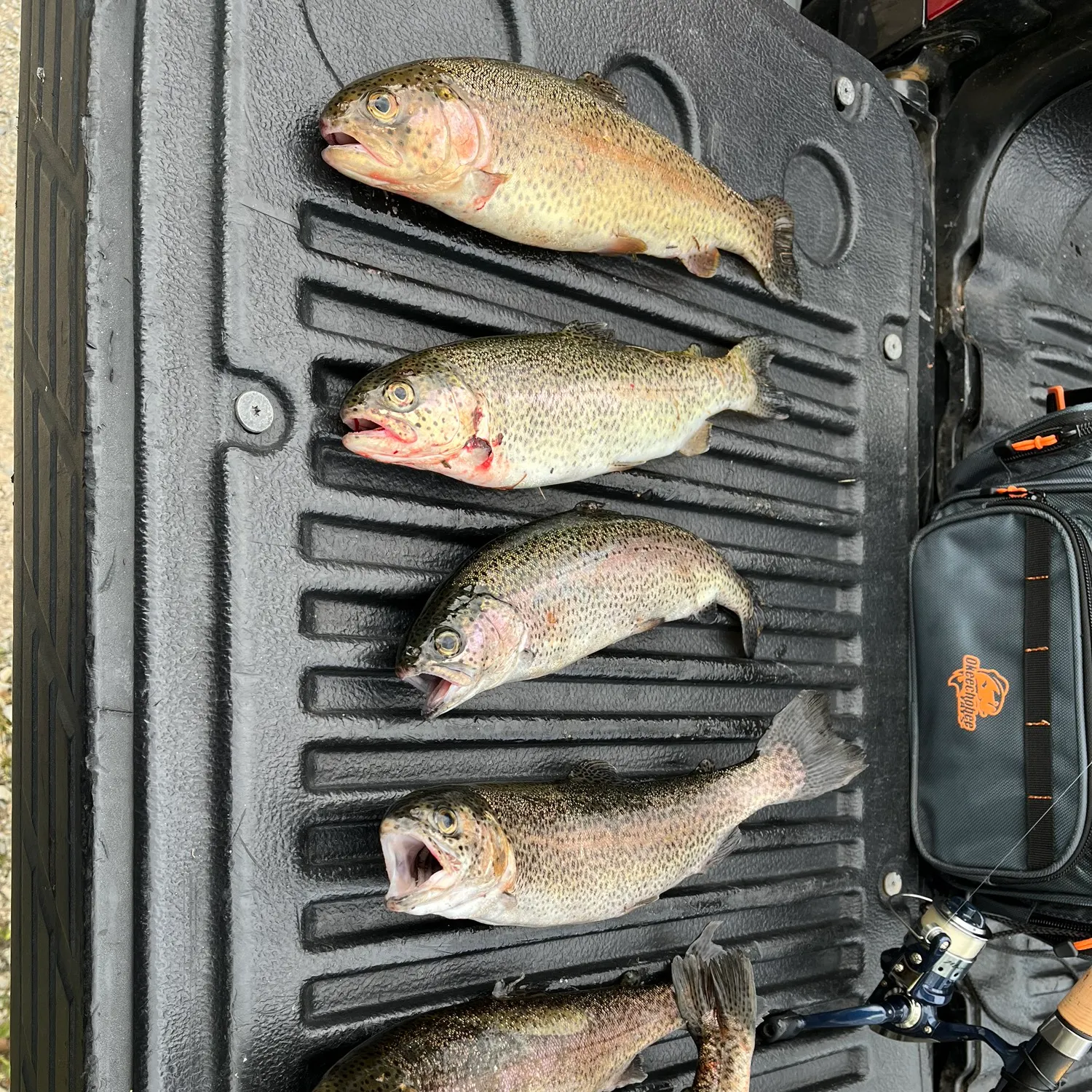 recently logged catches