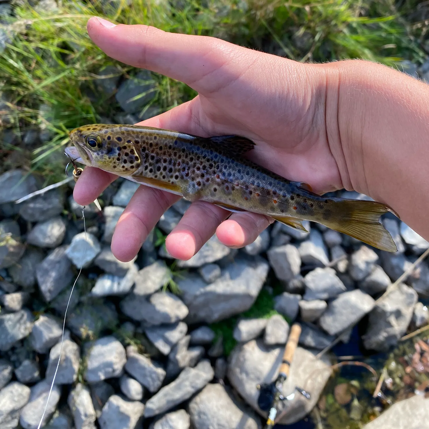 Brown trout caught on Fishbrain