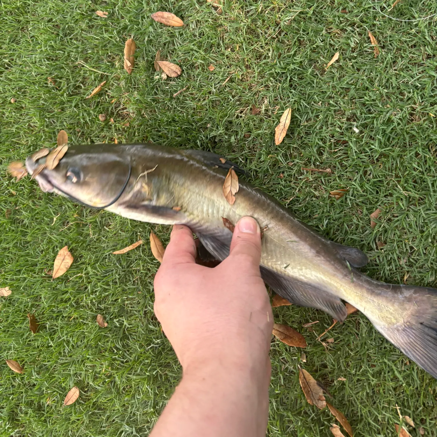 Black bullhead caught on Fishbrain
