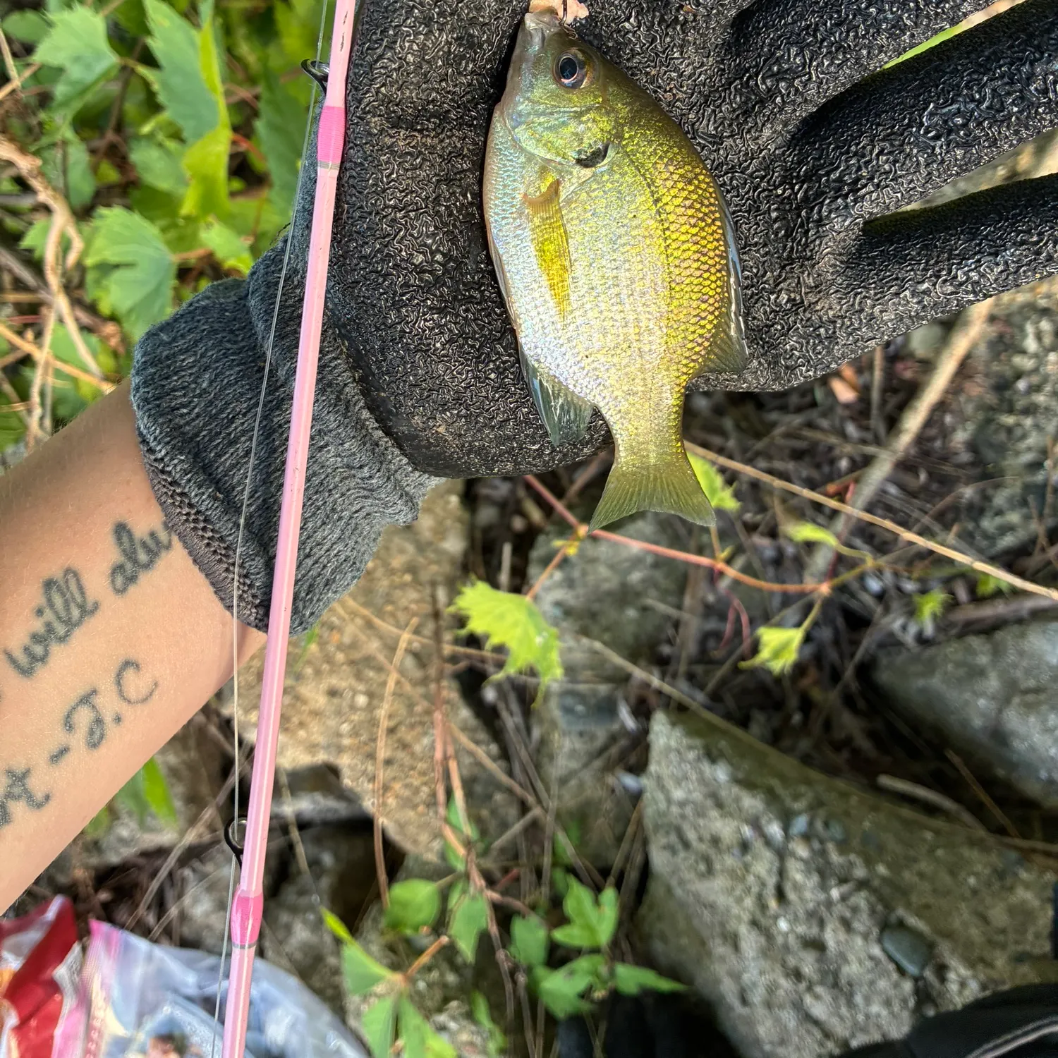 recently logged catches