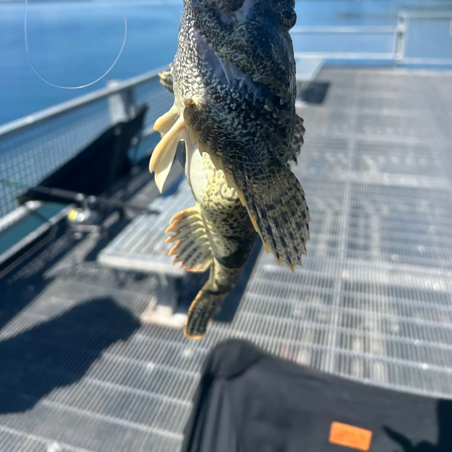 The most recent Great sculpin catches on Fishbrain