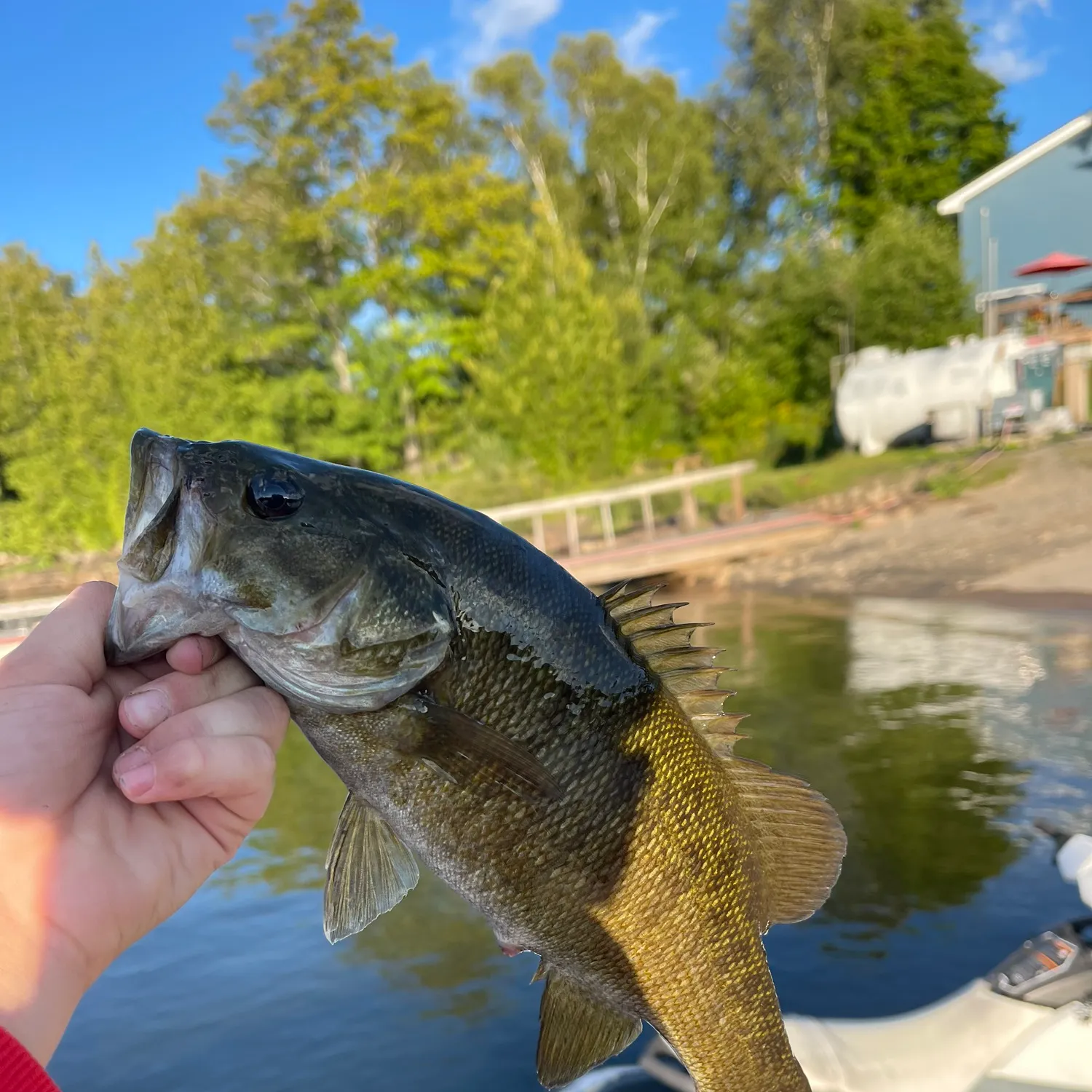 Smallmouth bass caught on Fishbrain