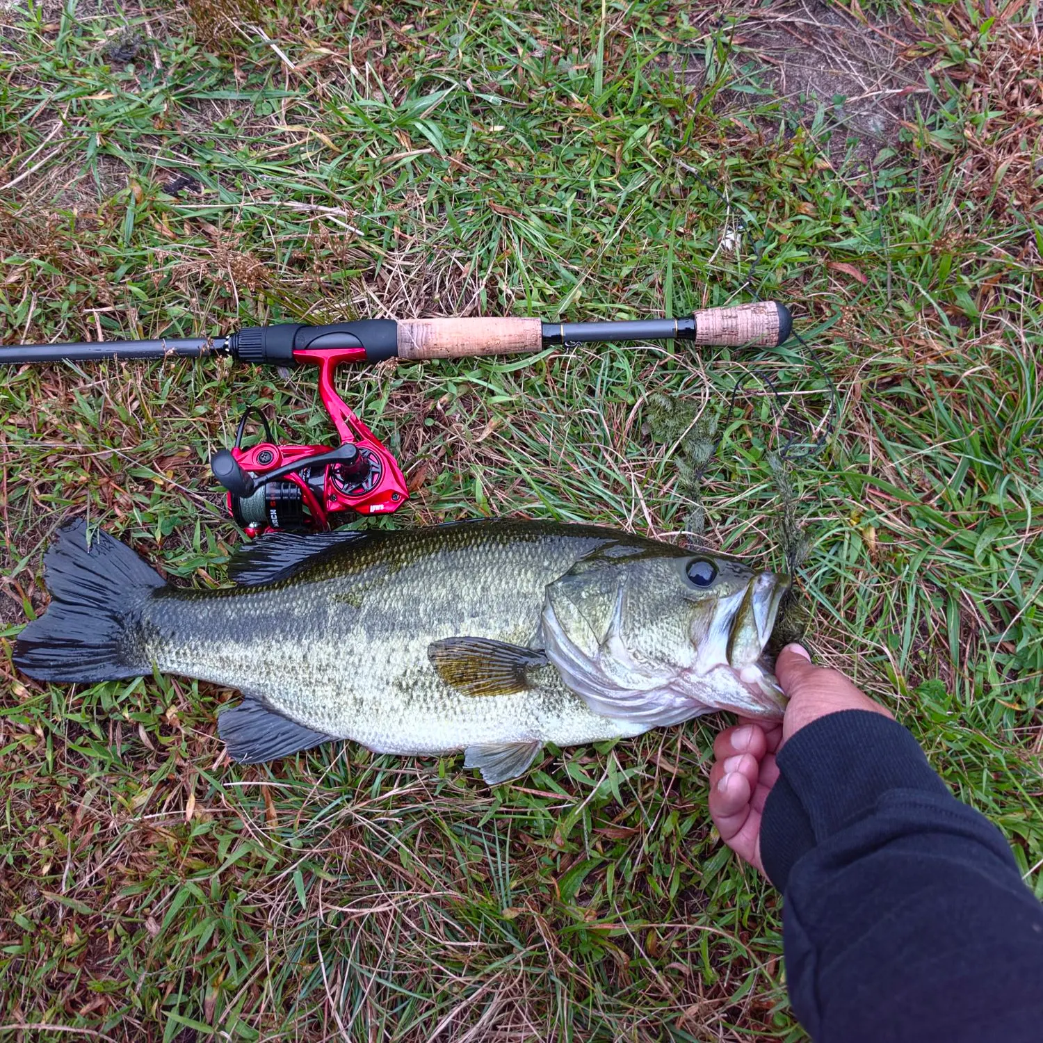 Largemouth bass caught on Fishbrain