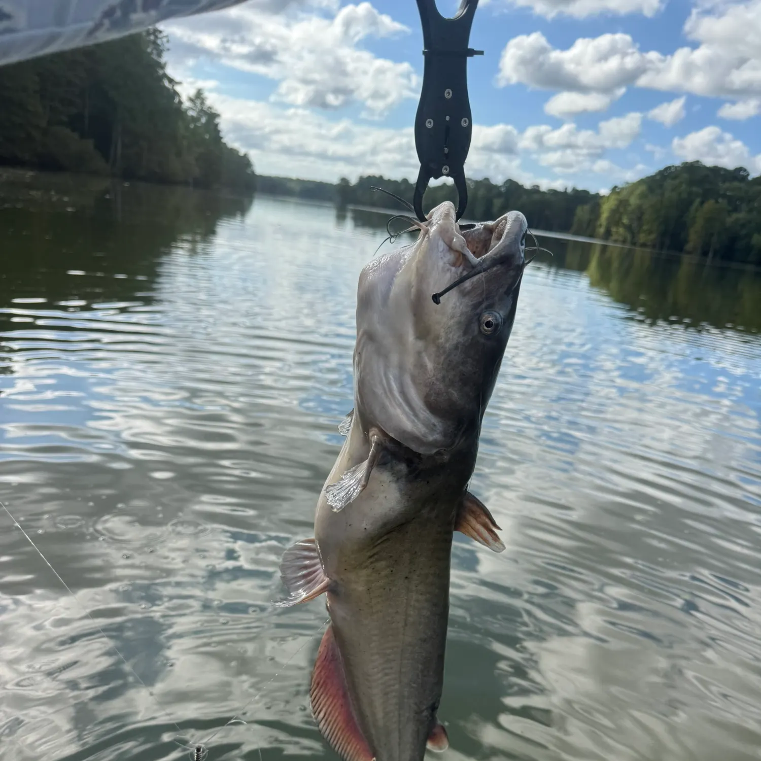 Channel catfish caught on Fishbrain