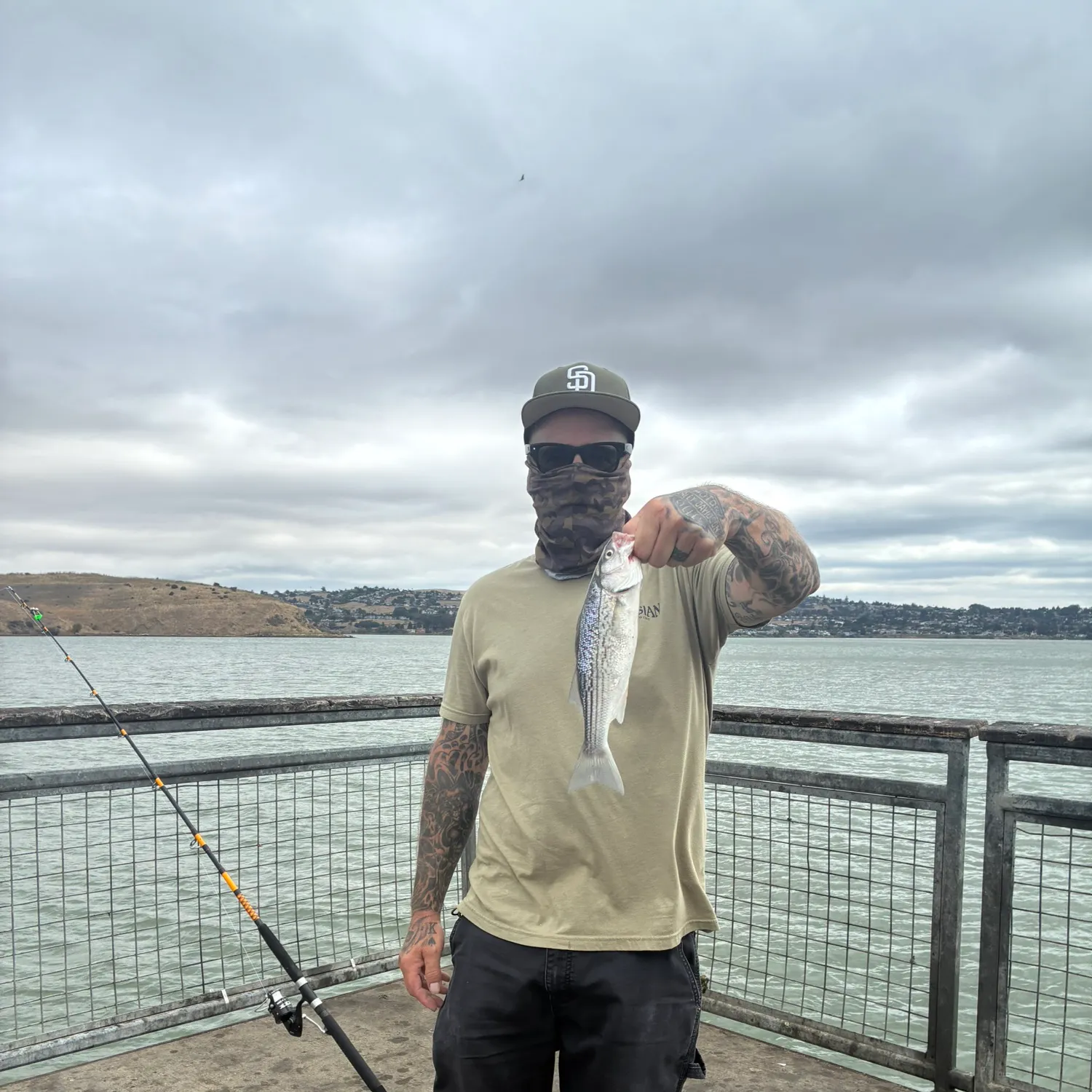 Striped bass caught on Fishbrain